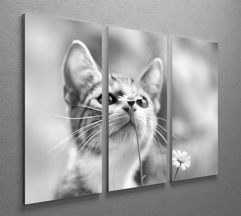 Curious 3 Split Panel Canvas Print - 1x - 2