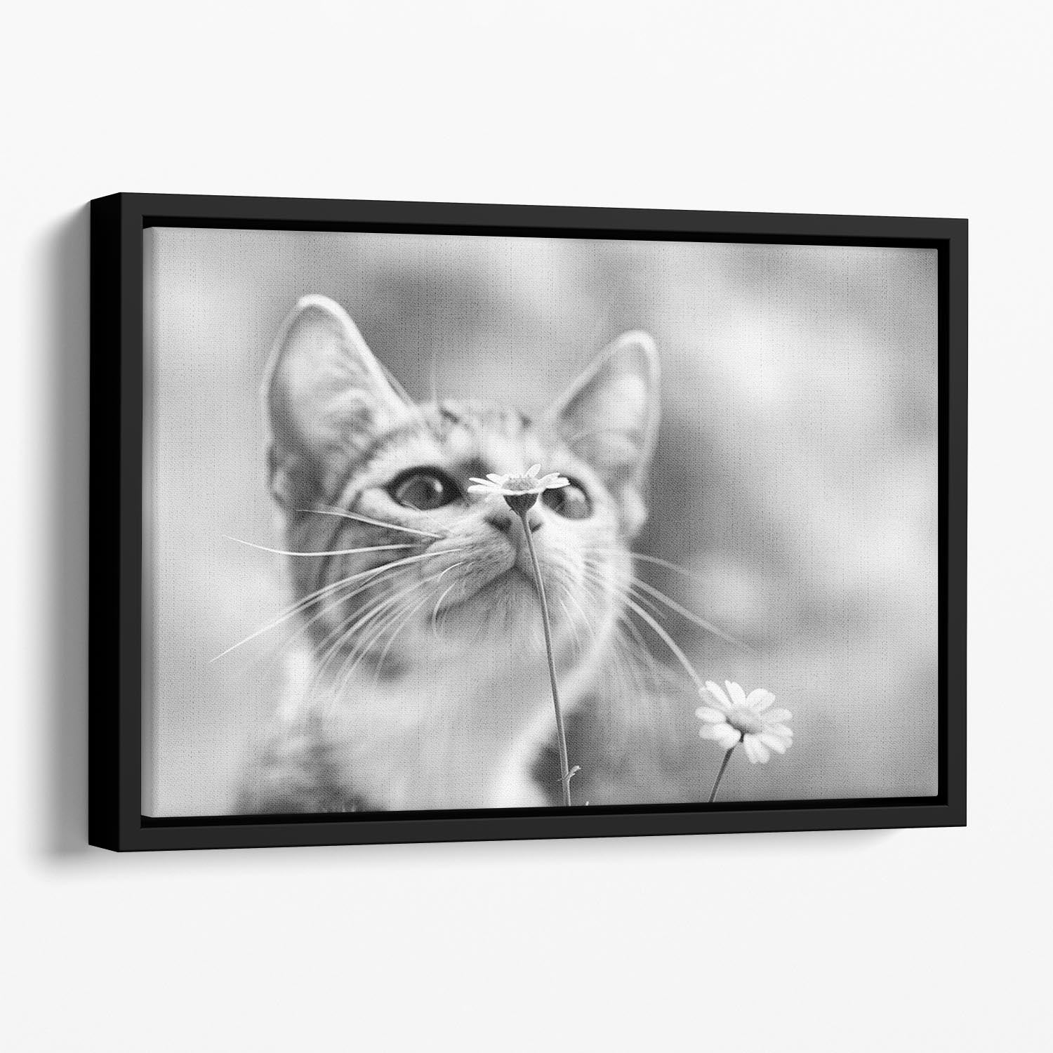 Curious Floating Framed Canvas - 1x - 1