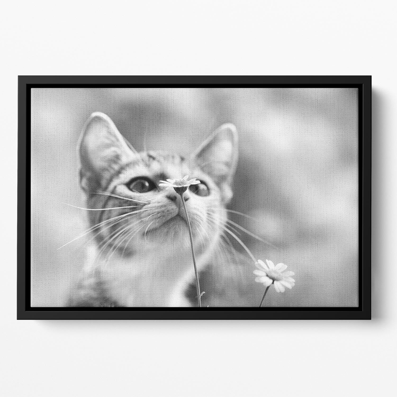 Curious Floating Framed Canvas - 1x - 2