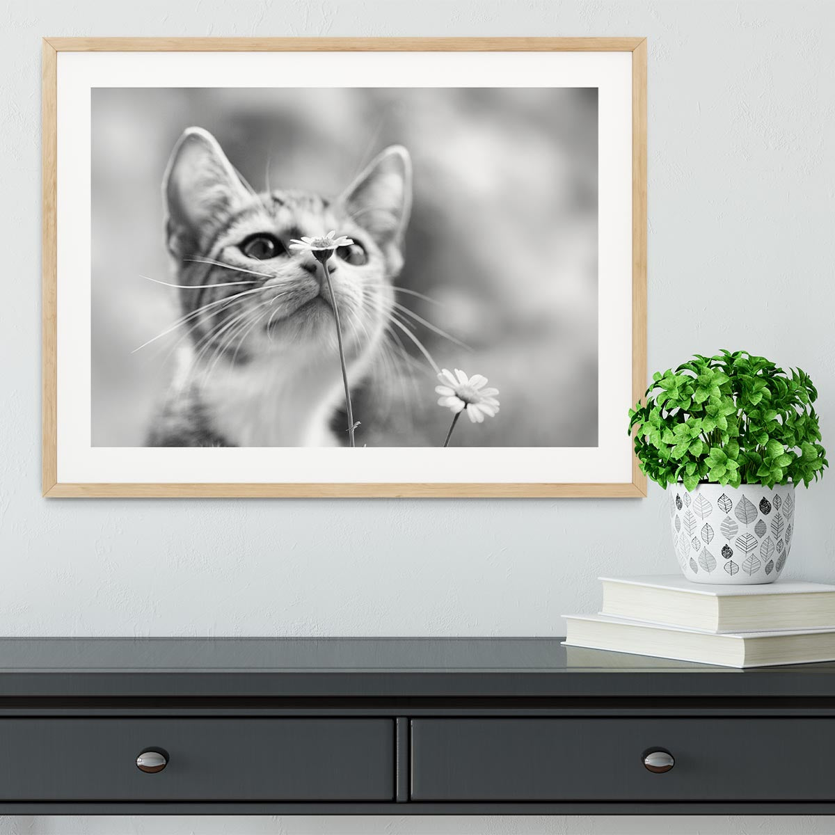 Curious Framed Print - 1x - 3