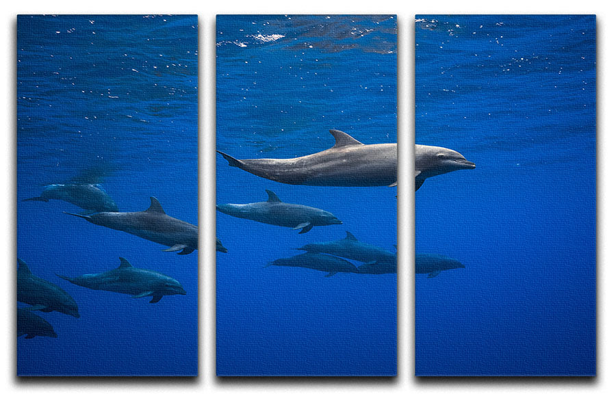 Dolphins 3 Split Panel Canvas Print - 1x - 1