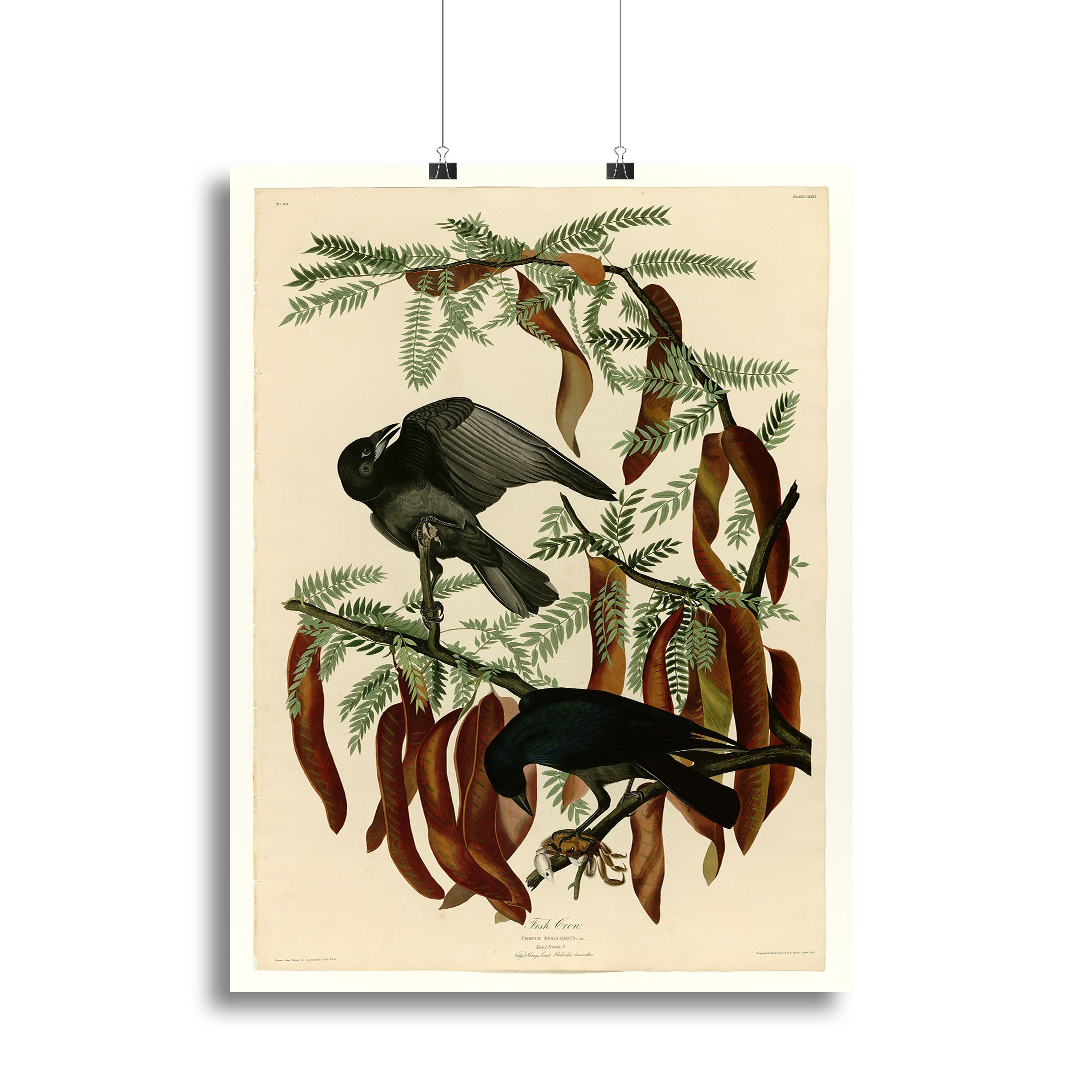 Fish Crow by Audubon Poster - Unframed