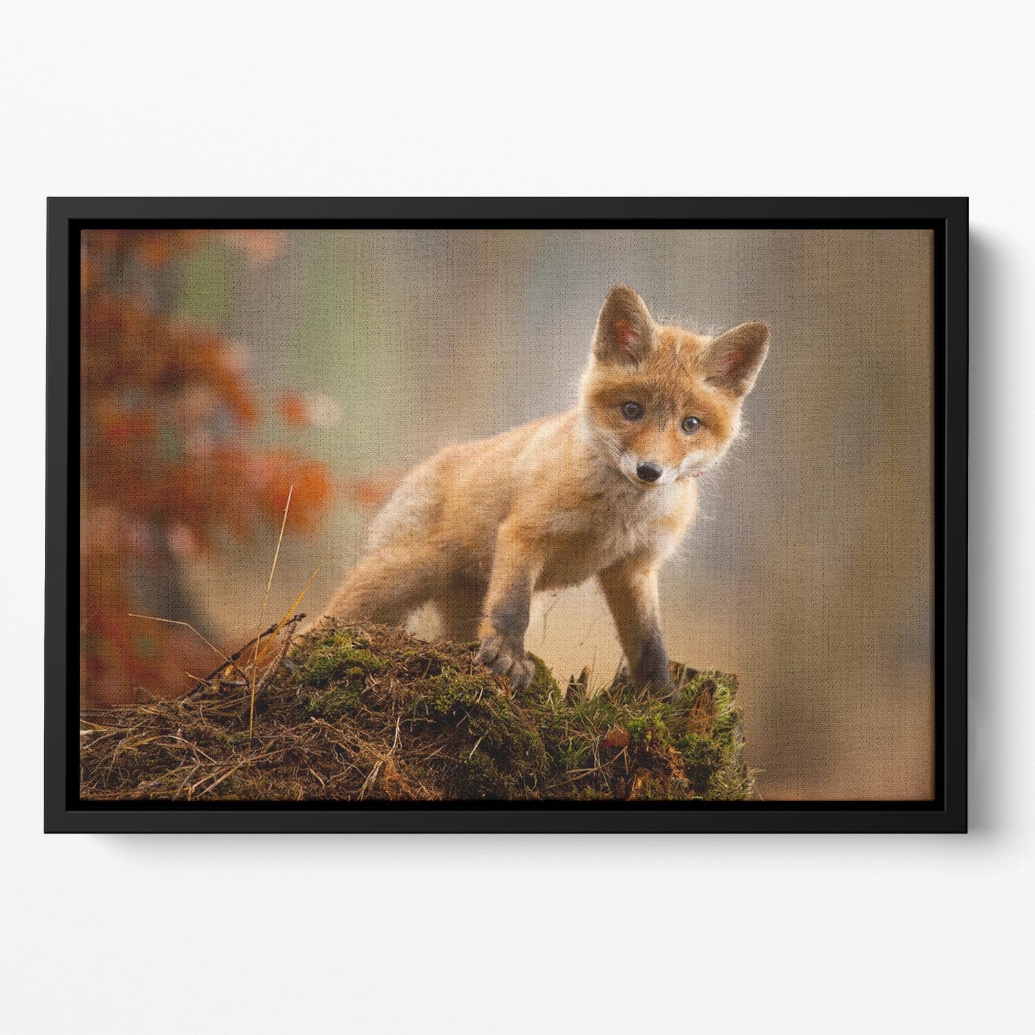 Fox Floating Framed Canvas - 1x - 2