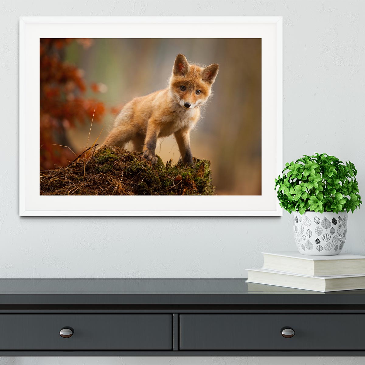 Fox Framed Print - 1x - 5