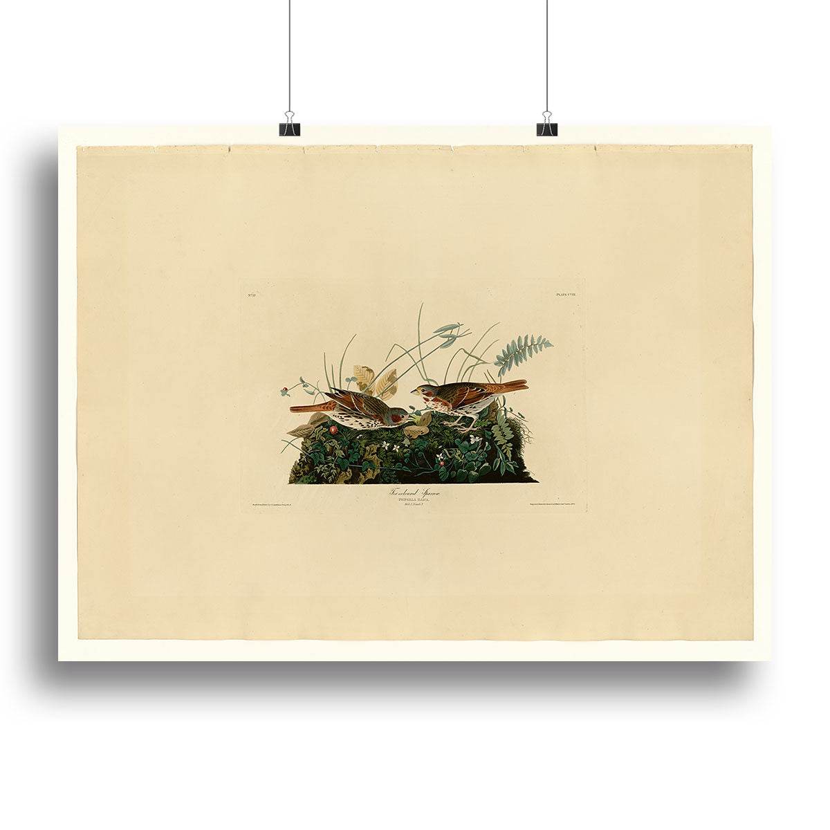 Fox coloured Sparrow by Audubon Poster - Unframed