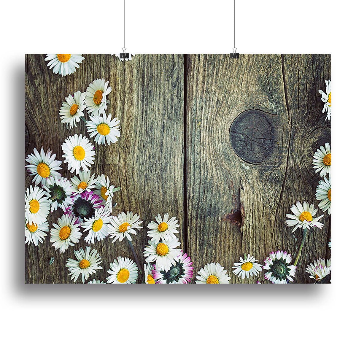 Fresh daisies on wood Poster - Unframed