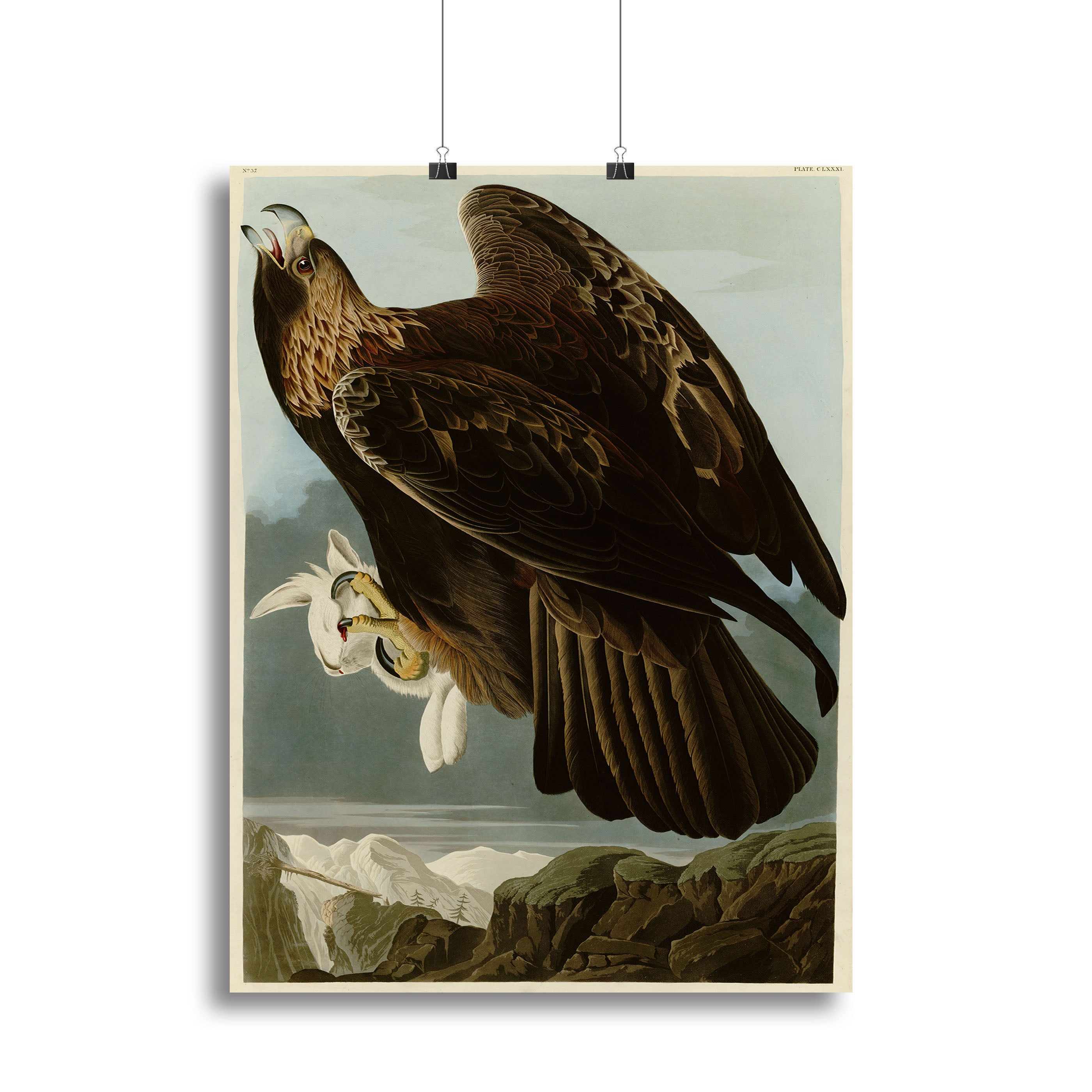 Golden Eagle by Audubon Poster - Unframed