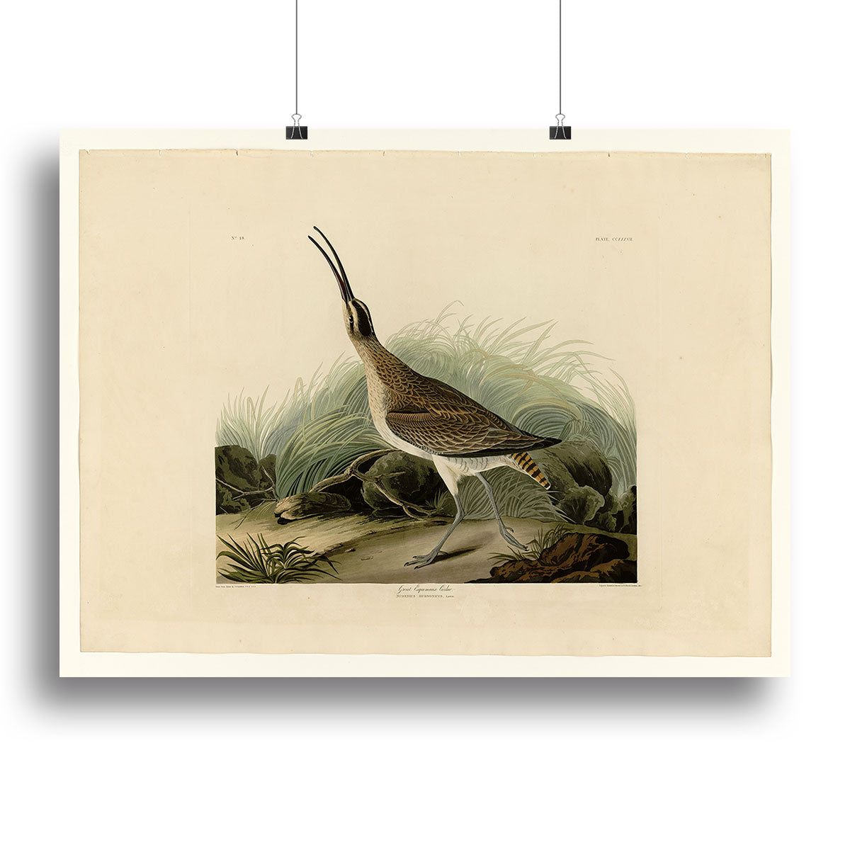 Great Esquimaux Curlew by Audubon Poster - Unframed