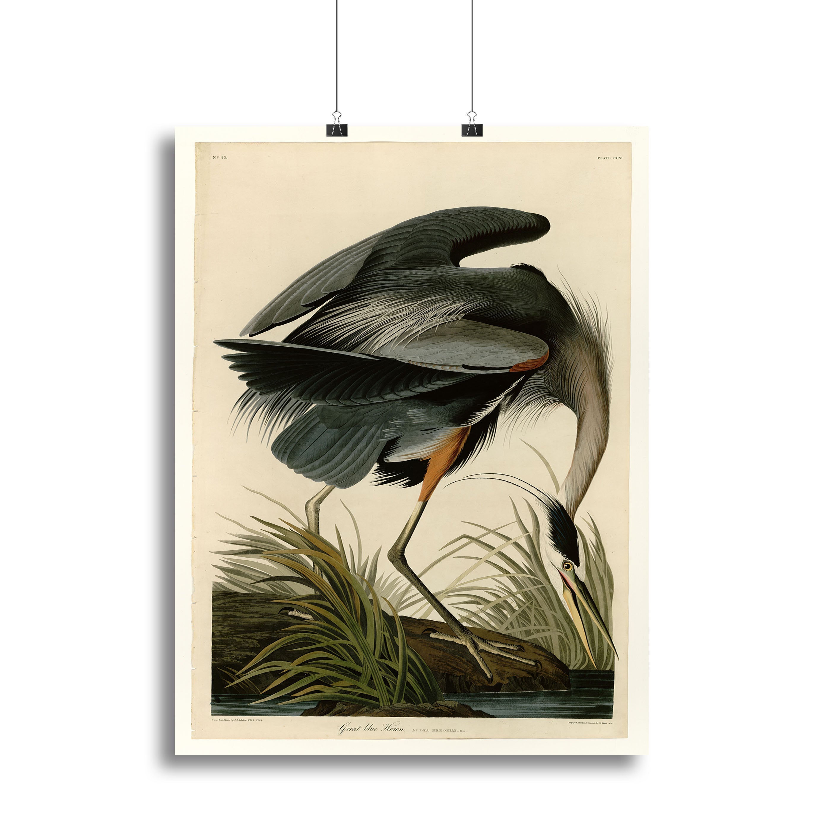 Great blue Heron by Audubon Poster - Unframed