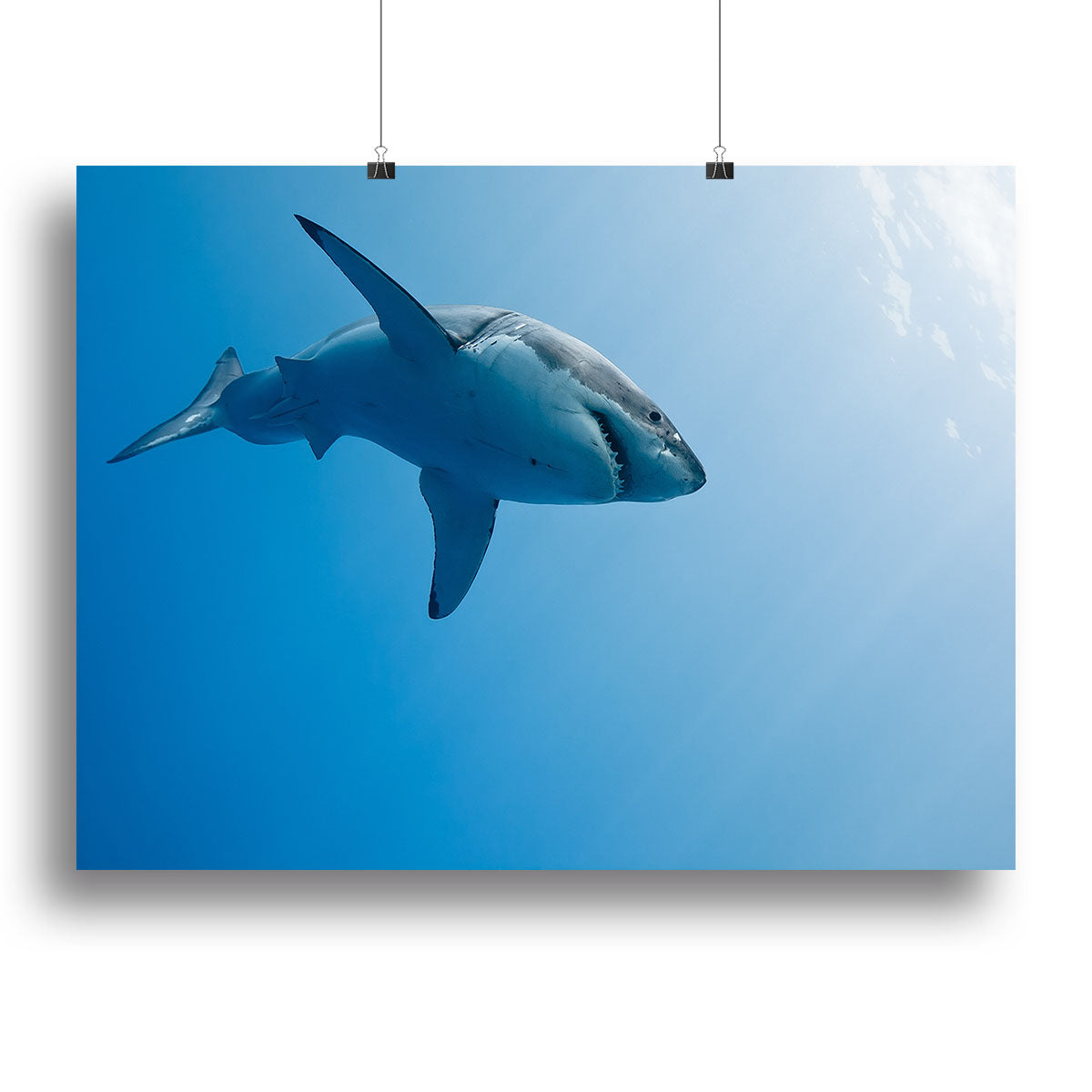 Great white shark Guadalupe Island Poster - Unframed