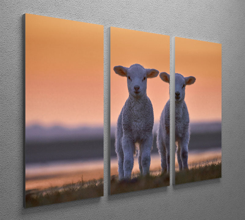 Lamb Twins 3 Split Panel Canvas Print - 1x - 2