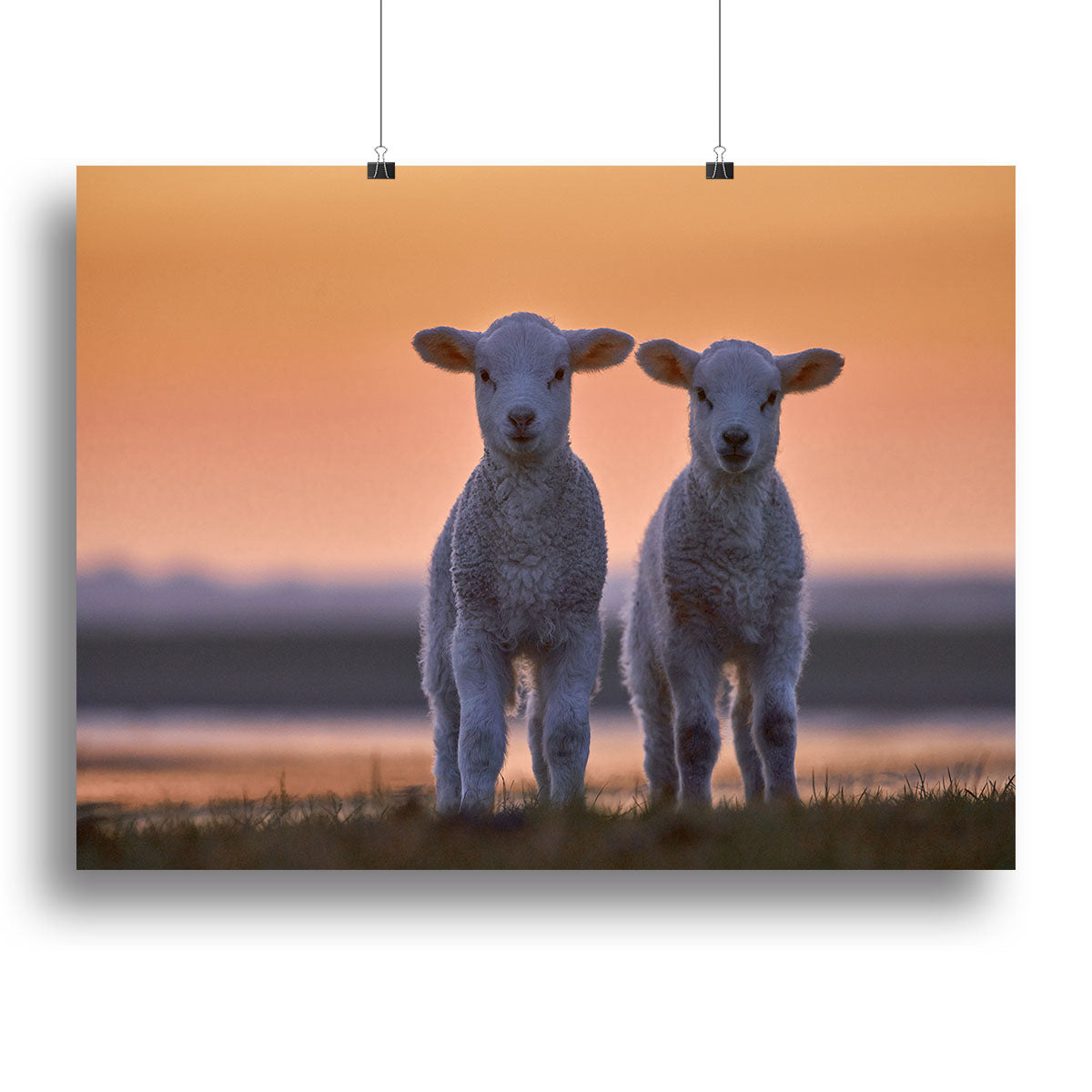 Lamb Twins Canvas Print or Poster - 1x - 2