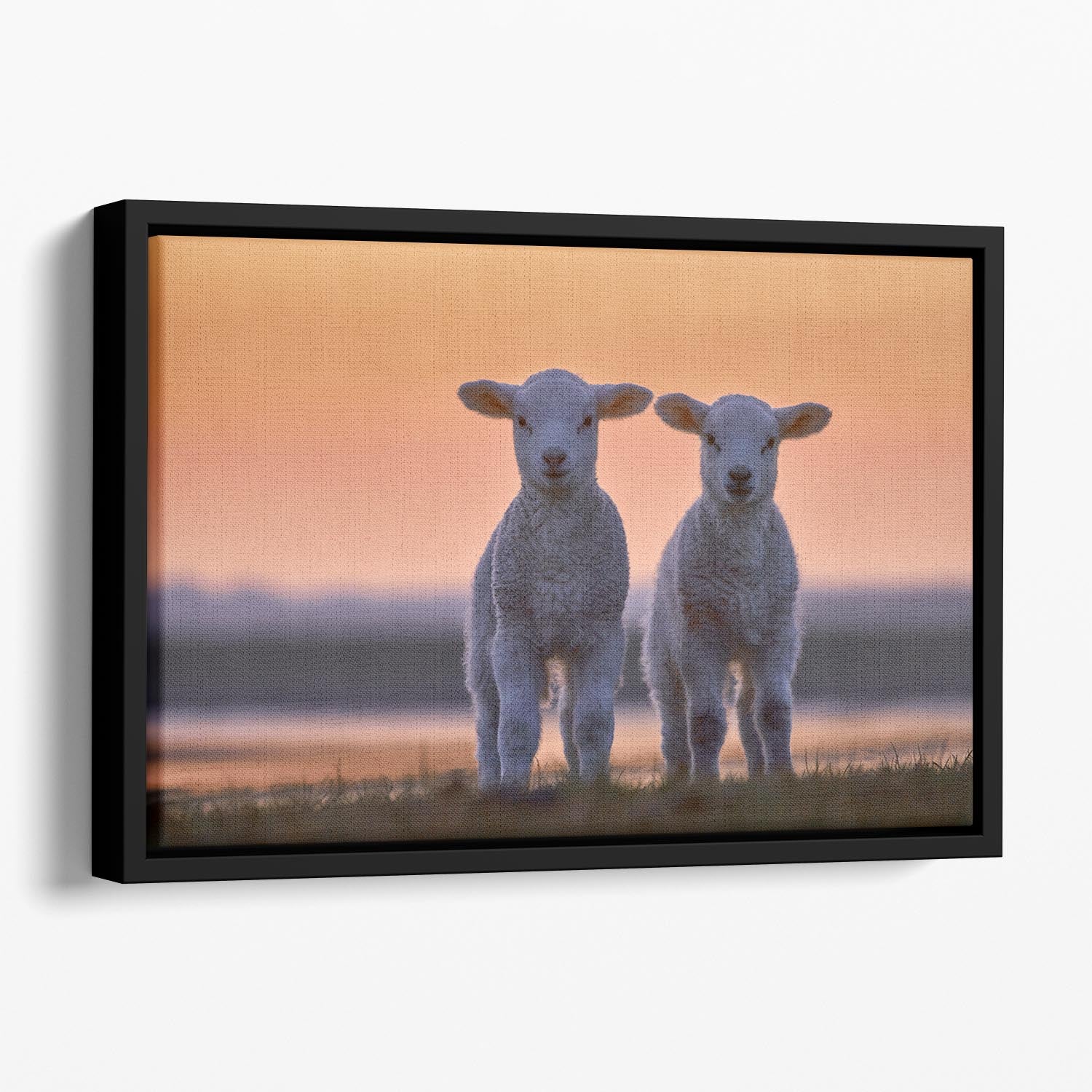 Lamb Twins Floating Framed Canvas - 1x - 1