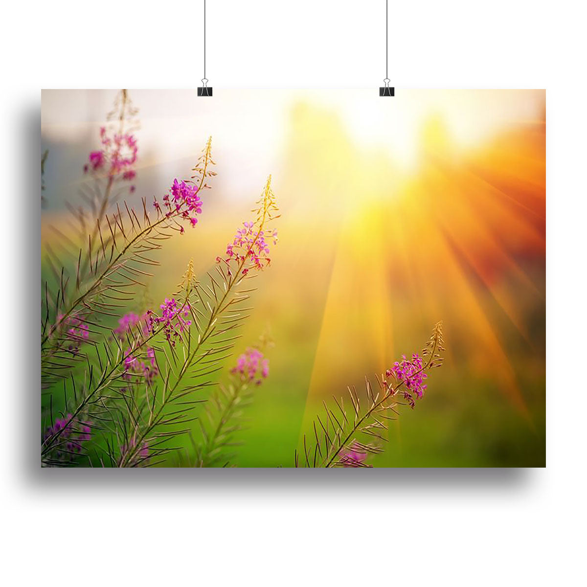 Landscape with Fireweed at sunny summer Poster - Unframed