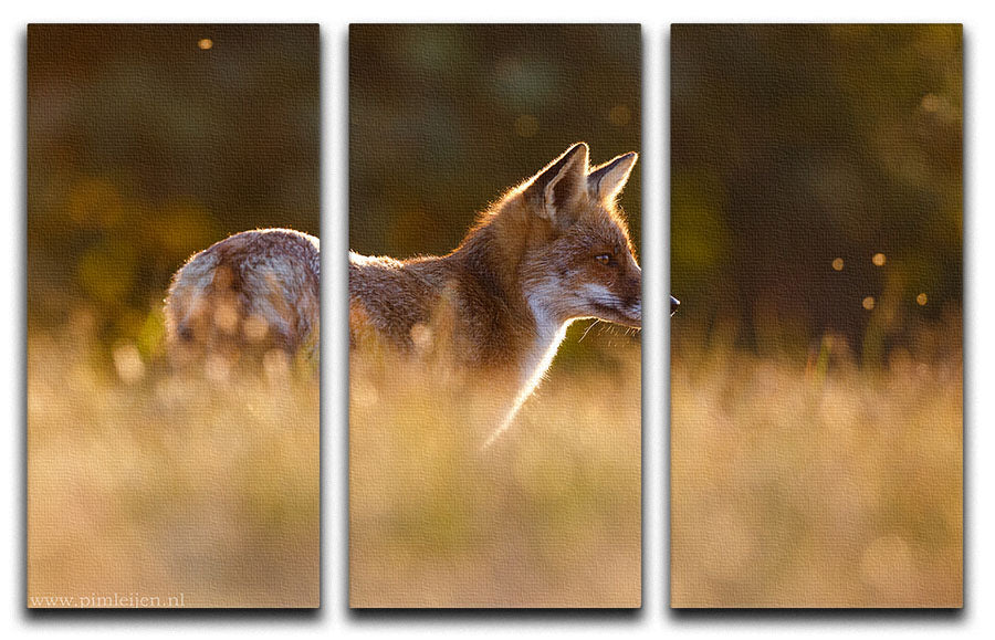 Last Light Fox 3 Split Panel Canvas Print - 1x - 1