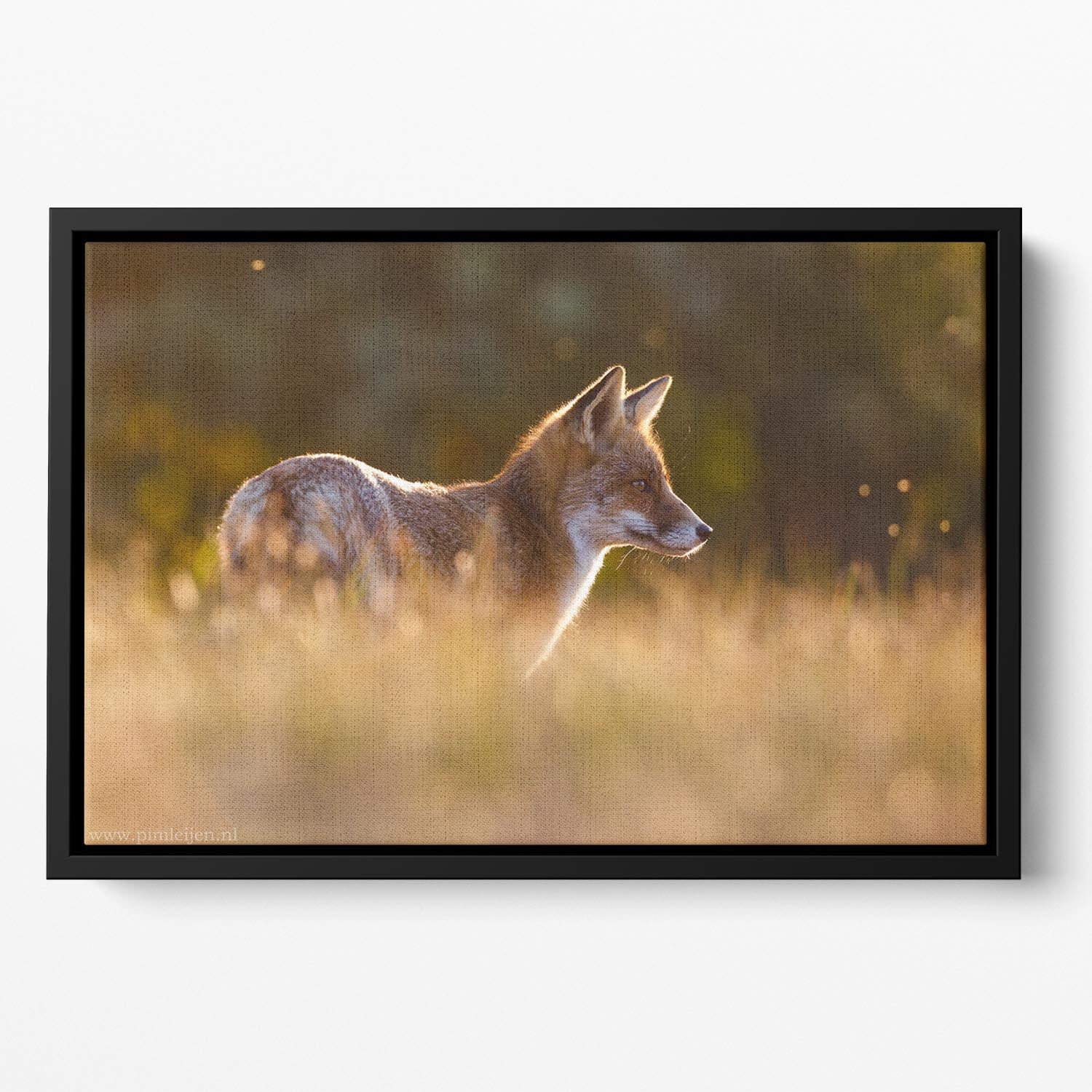 Last Light Fox Floating Framed Canvas - 1x - 2