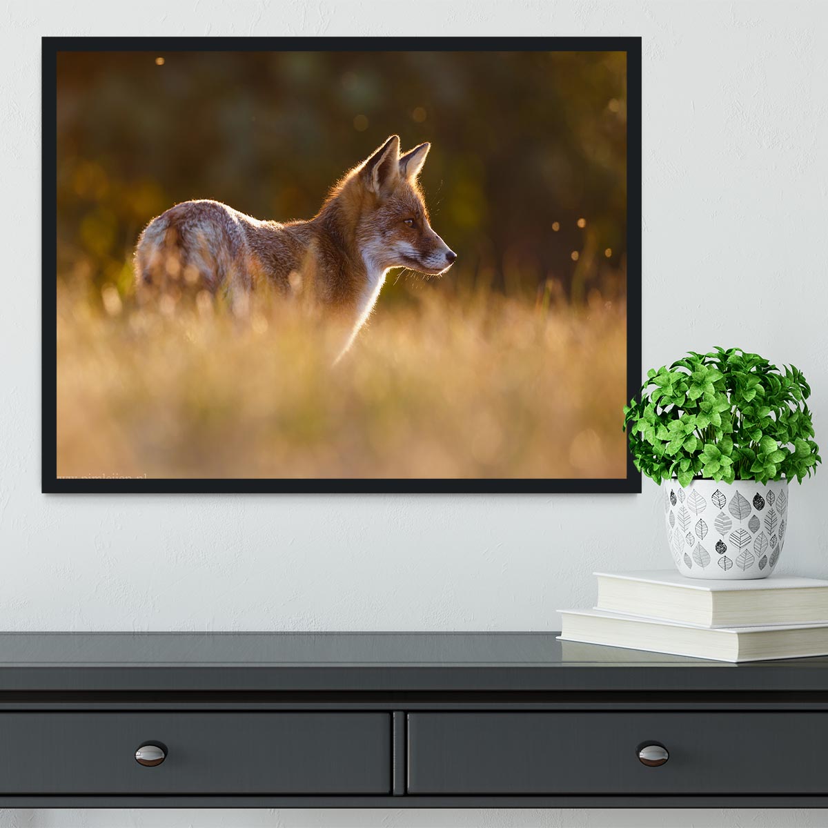 Last Light Fox Framed Print - 1x - 2