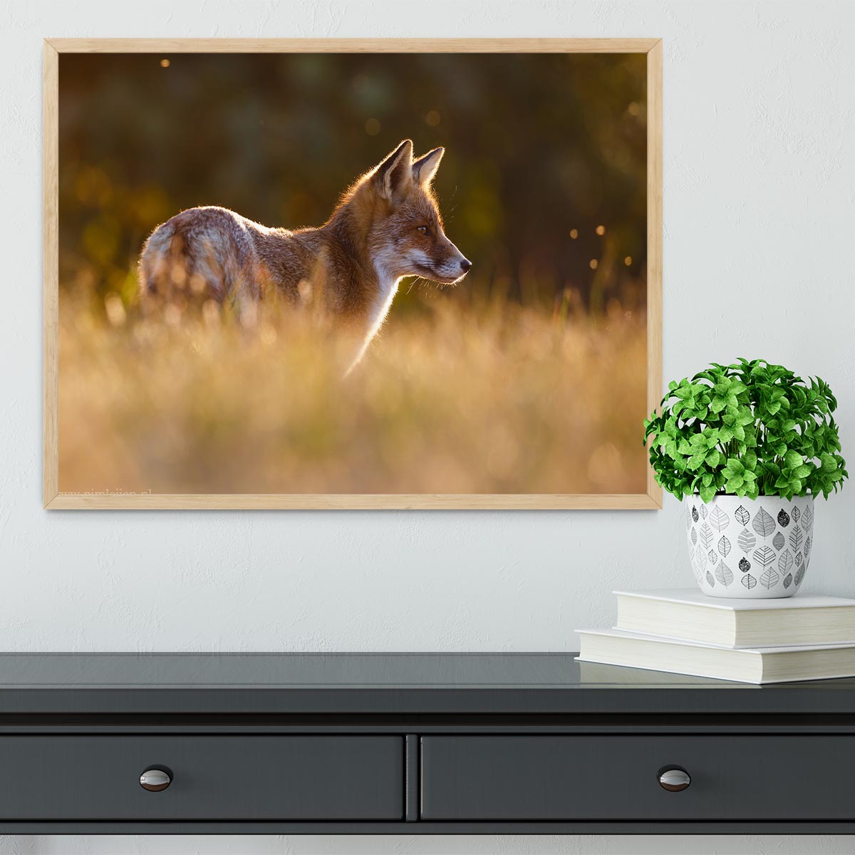 Last Light Fox Framed Print - 1x - 4