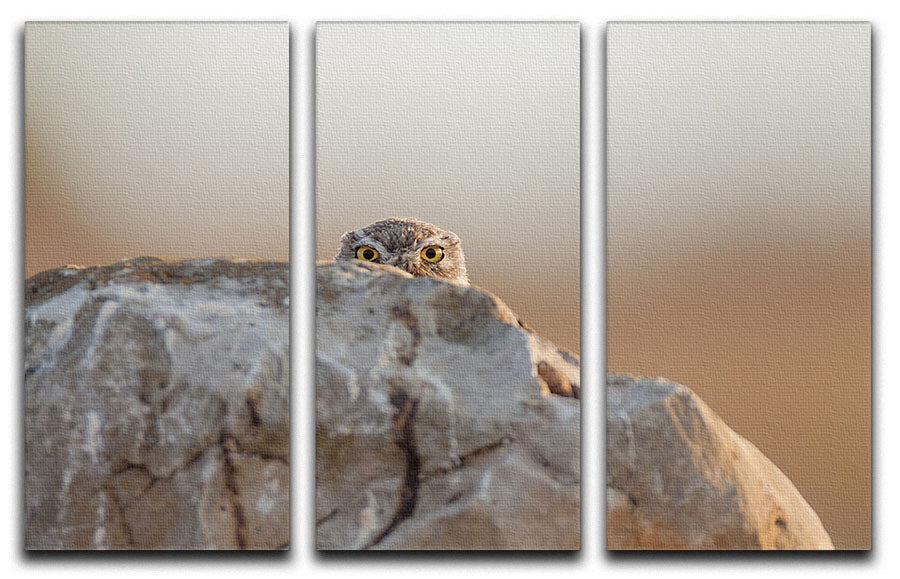 Little Owl 3 Split Panel Canvas Print - 1x - 1