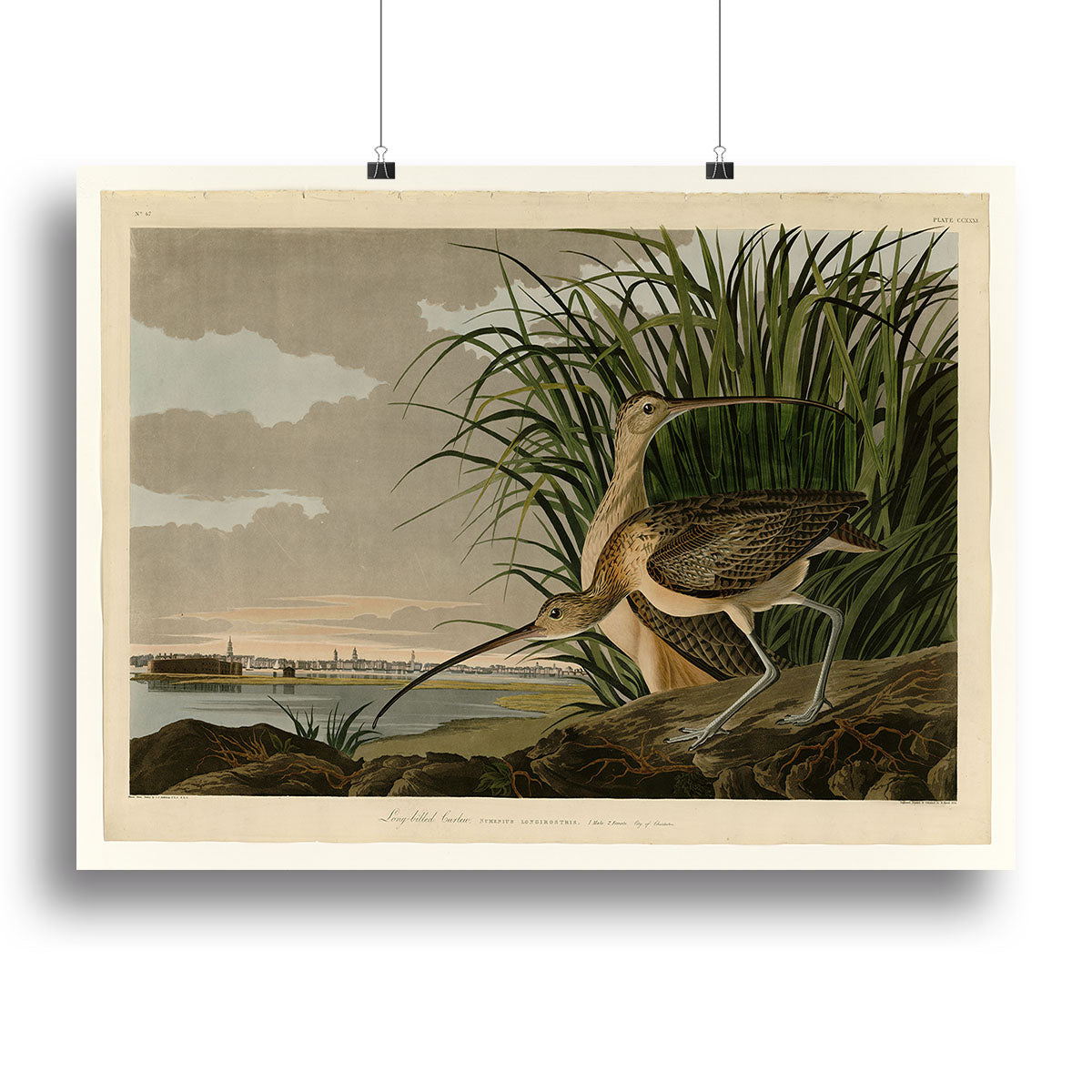 Long billed Curlew by Audubon Poster - Unframed