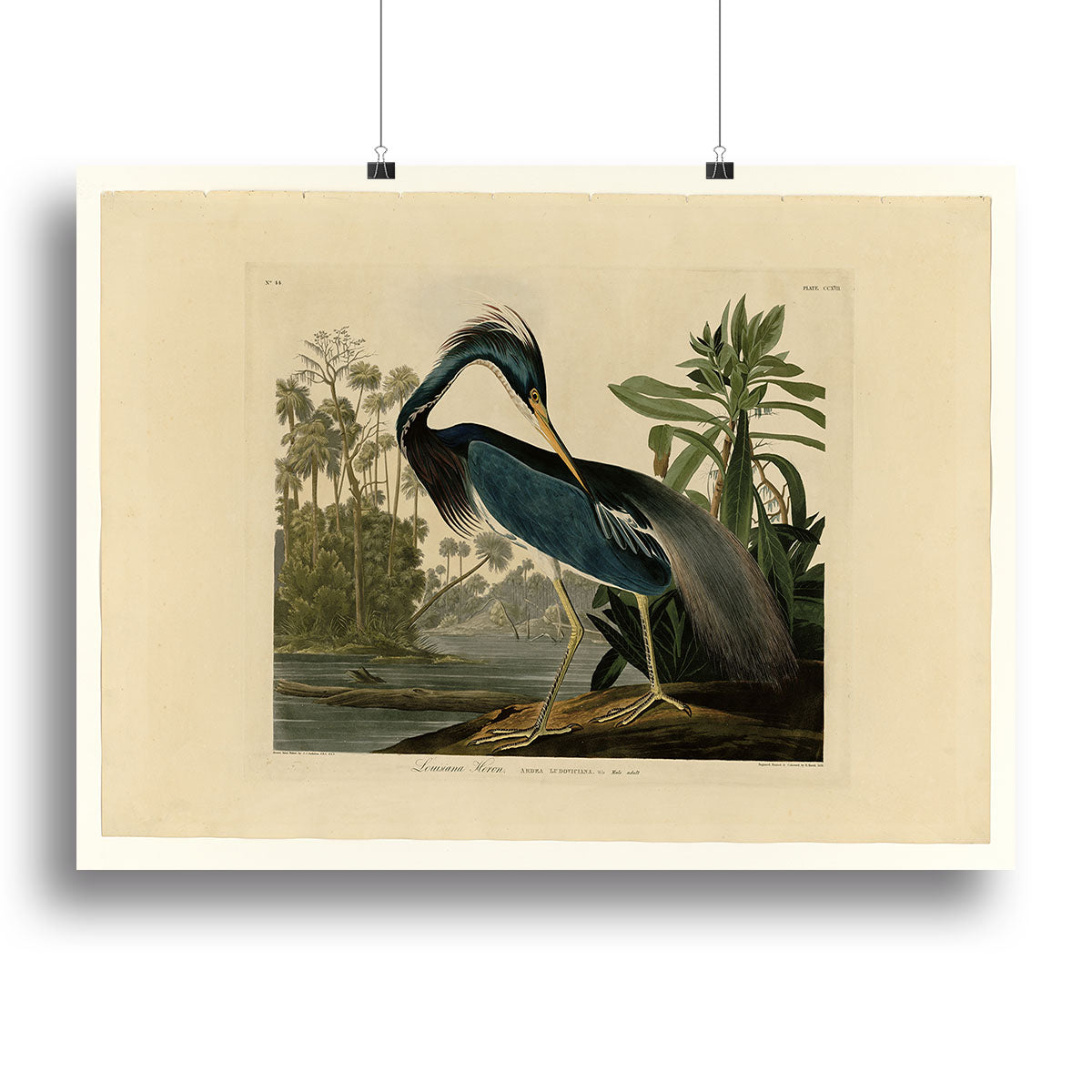 Louisiana Heron by Audubon Poster - Unframed