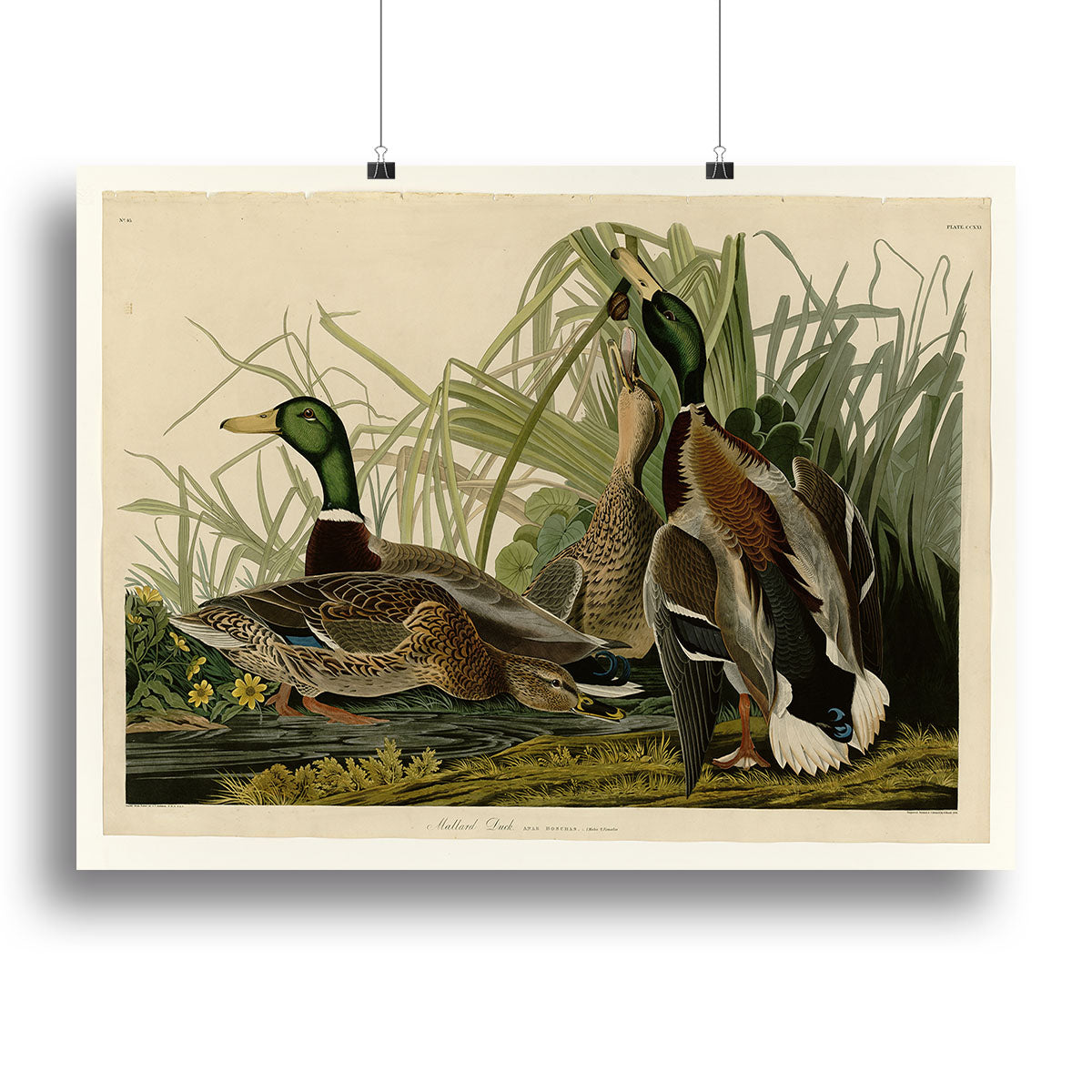 Mallard Duck by Audubon Poster - Unframed