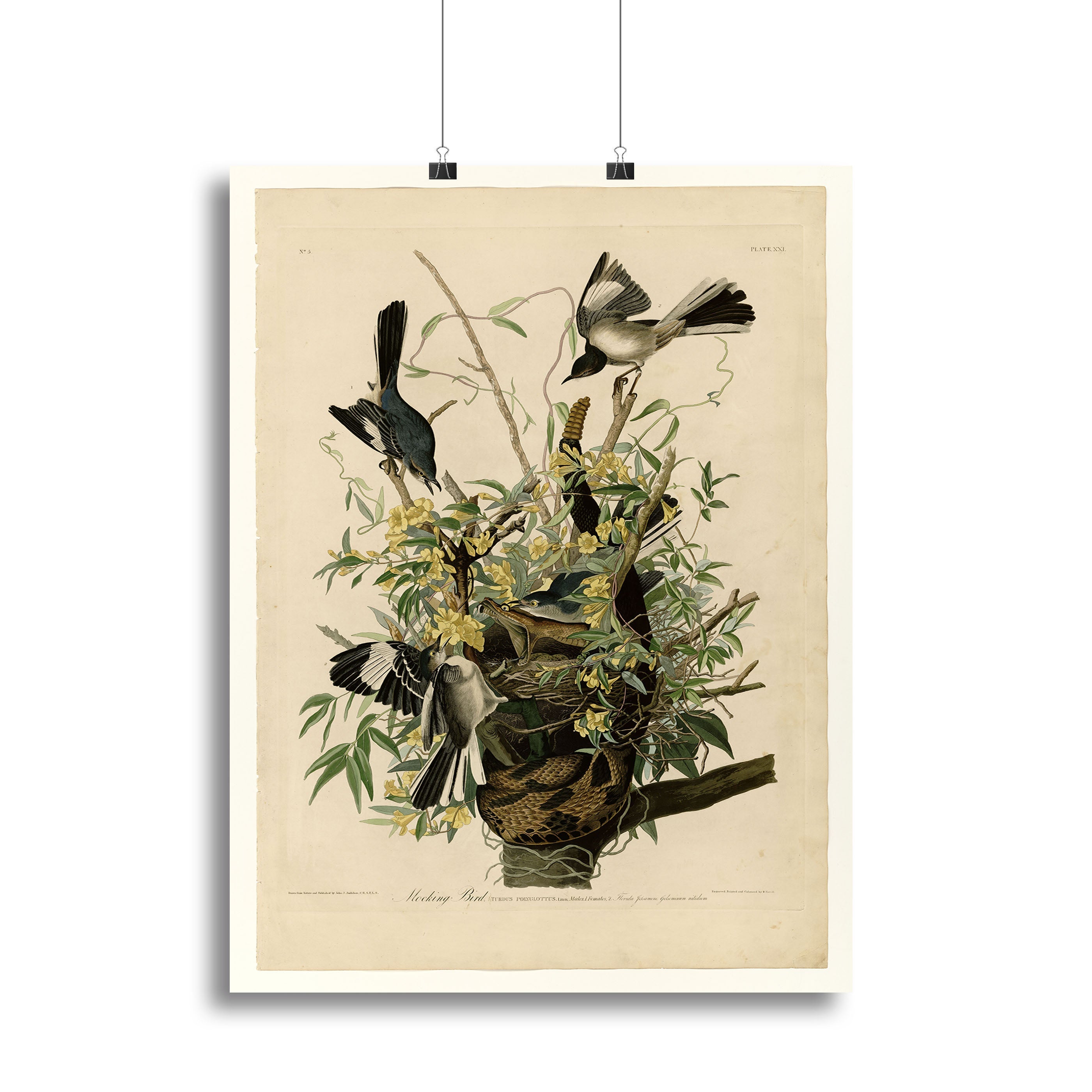 Mocking Bird by Audubon Poster - Unframed
