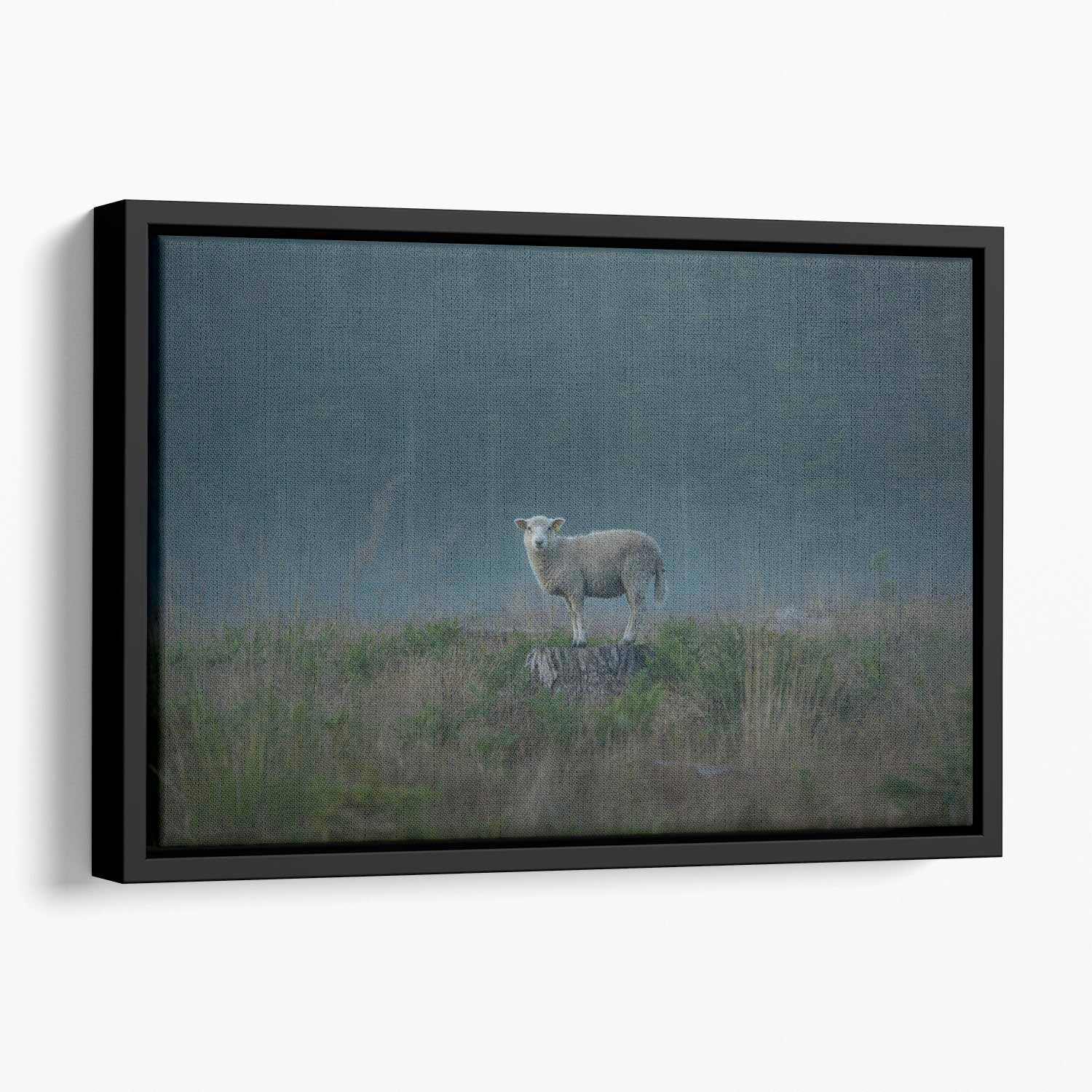 Moody sheep Floating Framed Canvas - 1x - 1