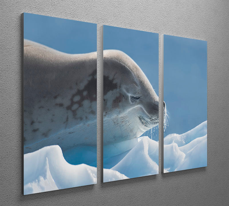 Peaceful Seal 3 Split Panel Canvas Print - 1x - 2