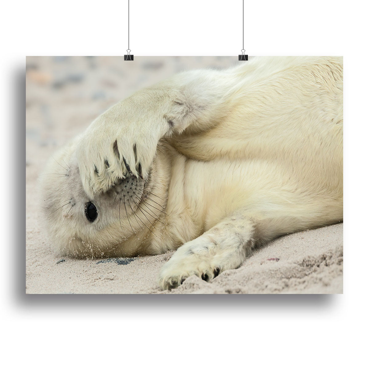 Peekaboo Canvas Print or Poster - 1x - 2