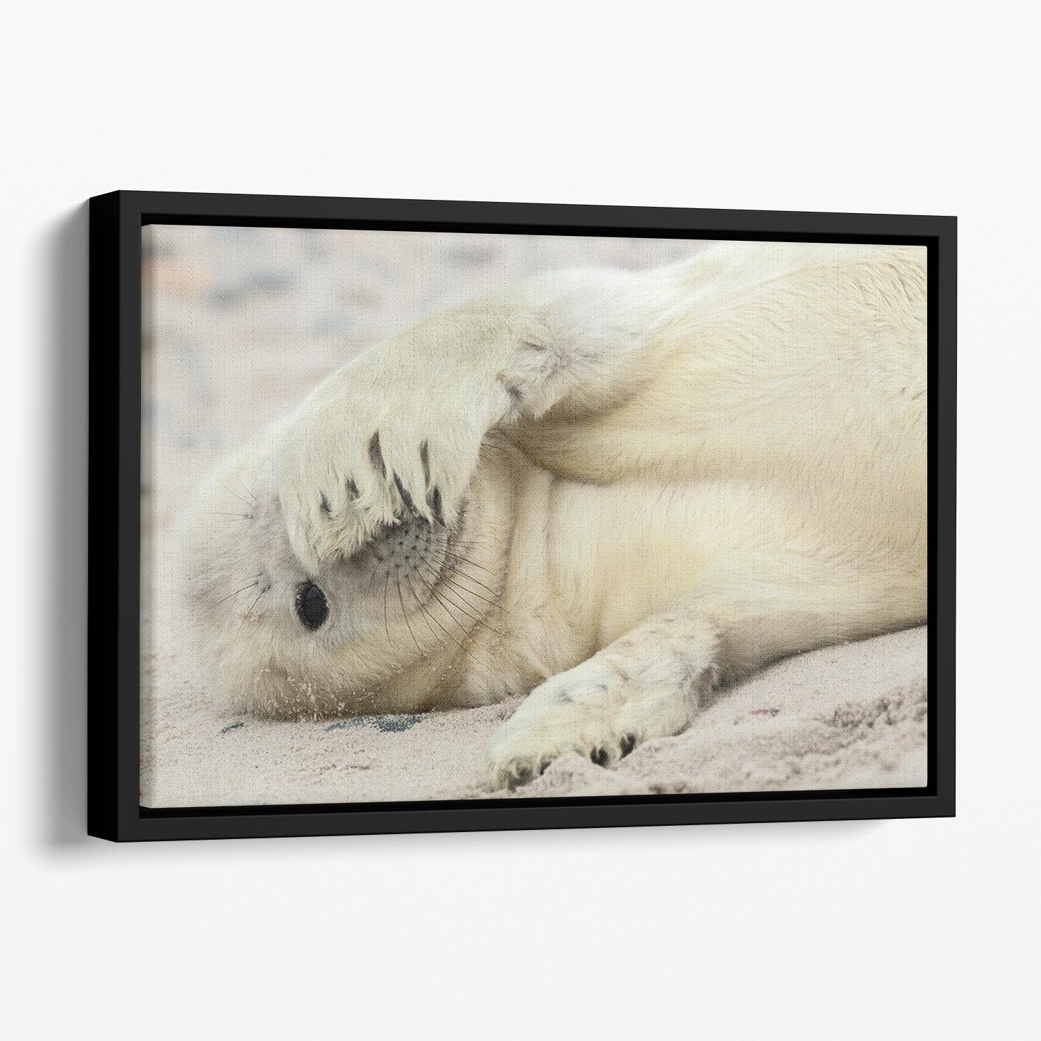 Peekaboo Floating Framed Canvas - 1x - 1