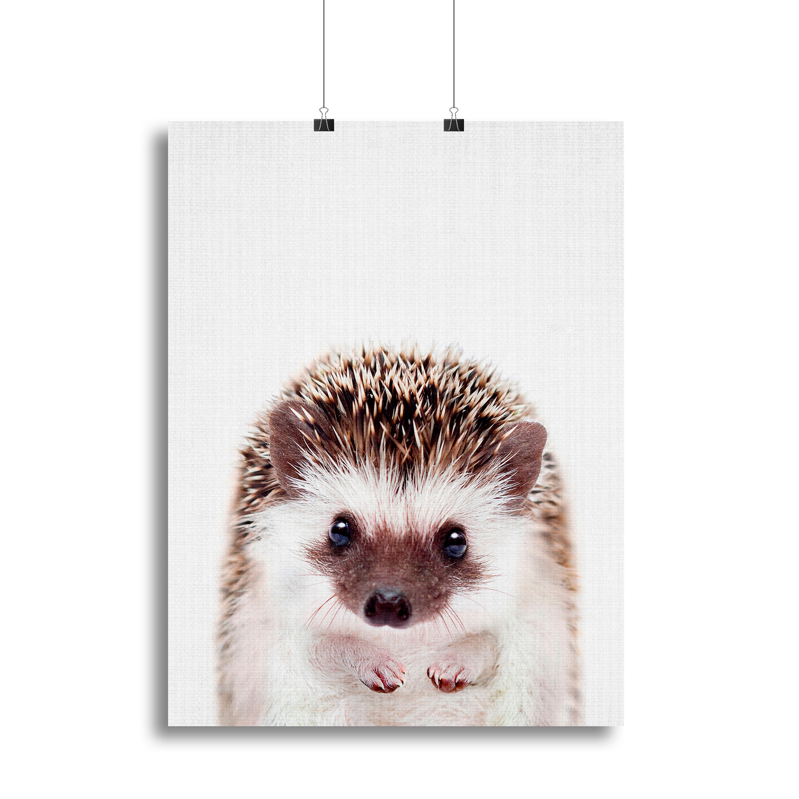 Peekaboo Hedgehog Canvas Print or Poster - 1x - 2