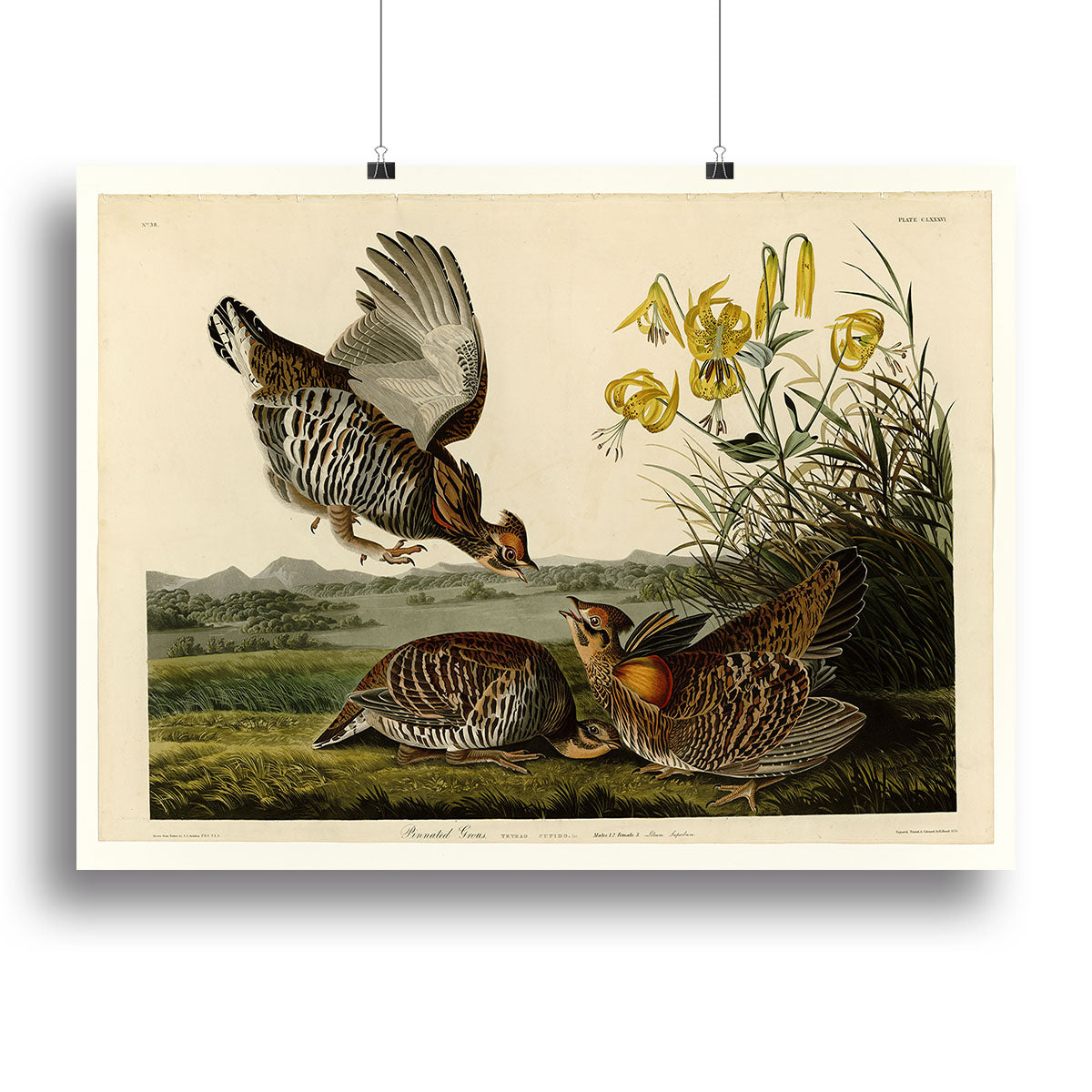 Pinnated Grouse by Audubon Poster - Unframed