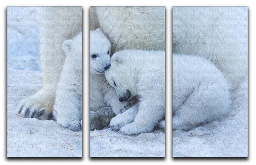 Polar bear cub 3 Split Panel Canvas Print - 1x - 1