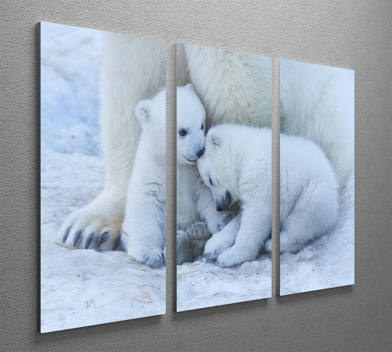 Polar bear cub 3 Split Panel Canvas Print - 1x - 2