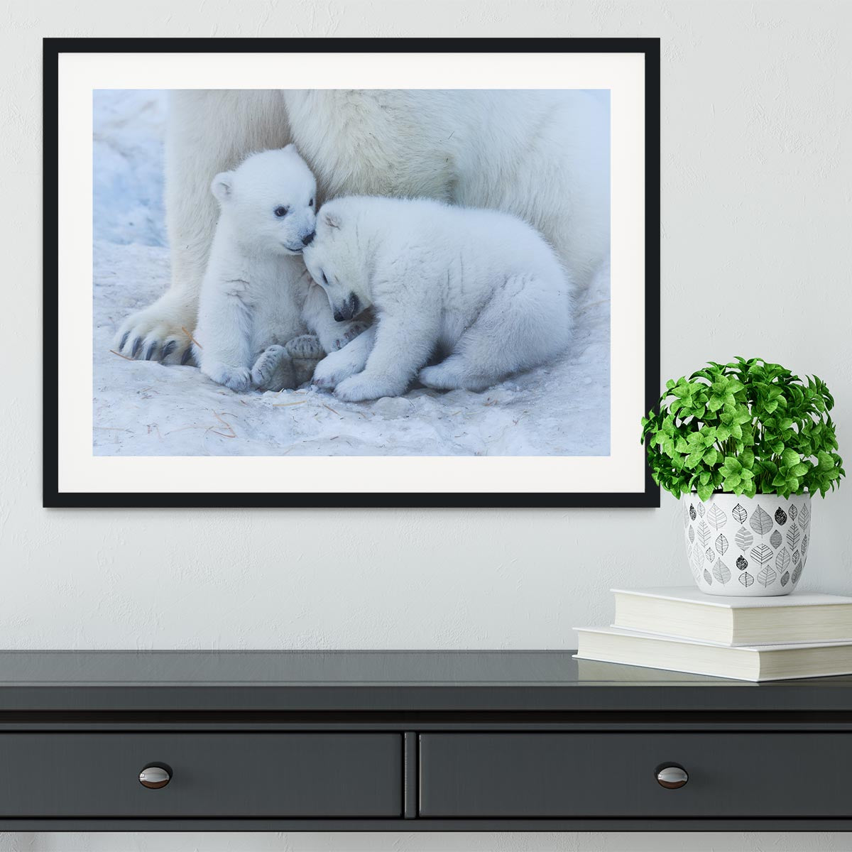 Polar bear cub Framed Print - 1x - 1