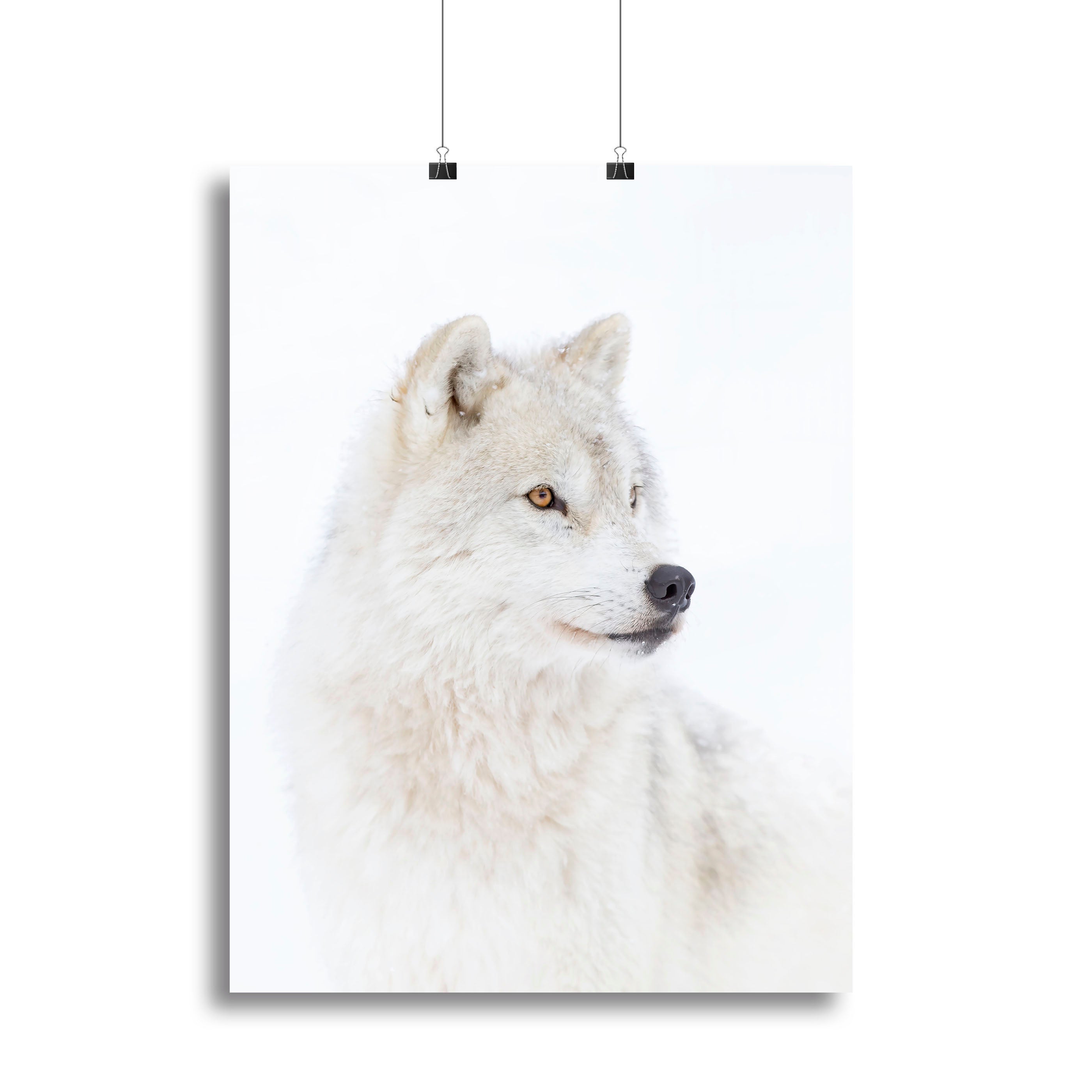 Portrait of an Arctic Wolf Canvas Print or Poster - 1x - 2