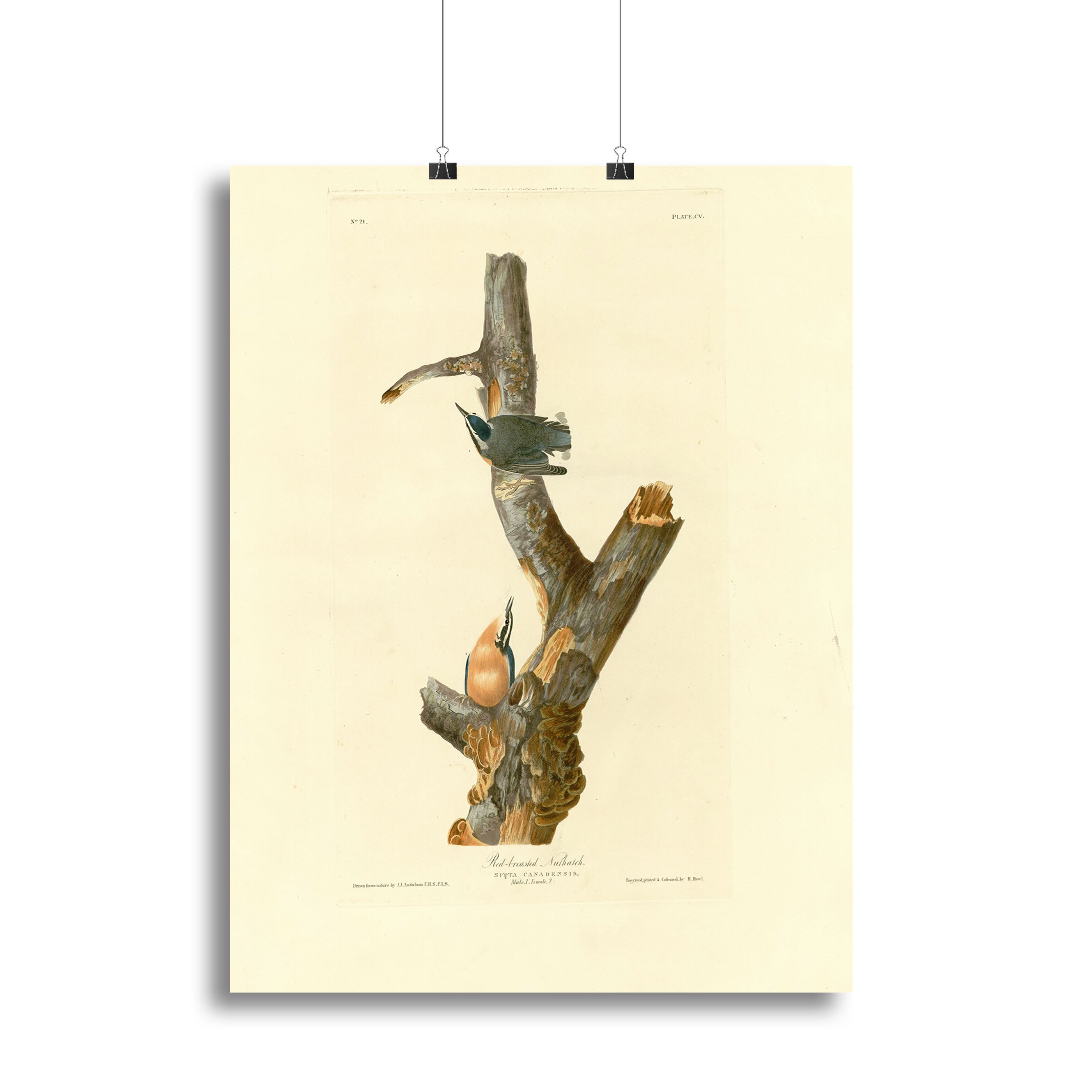 Red breasted Nuthatch by Audubon Poster - Unframed