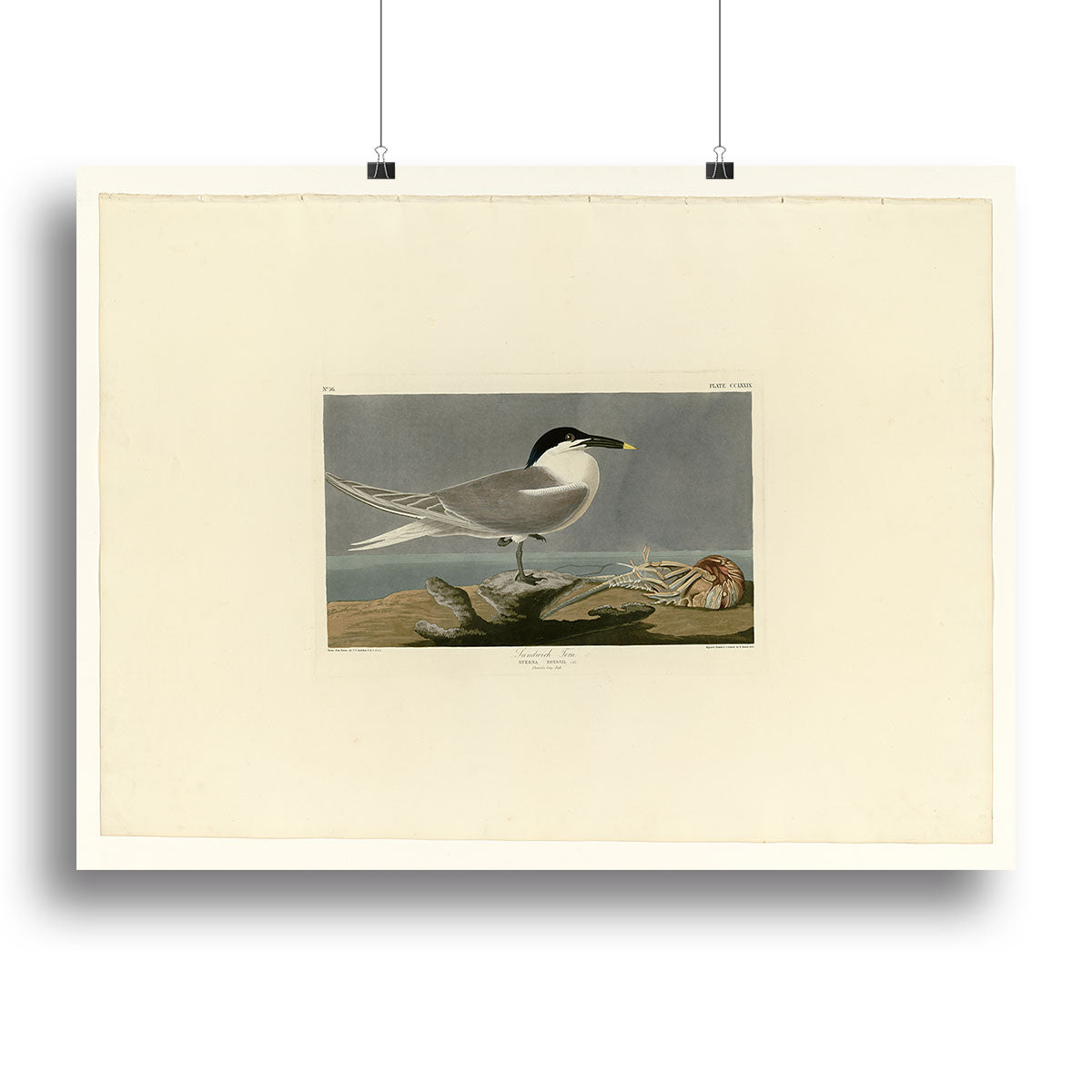 Sandwich Tern by Audubon Poster - Unframed