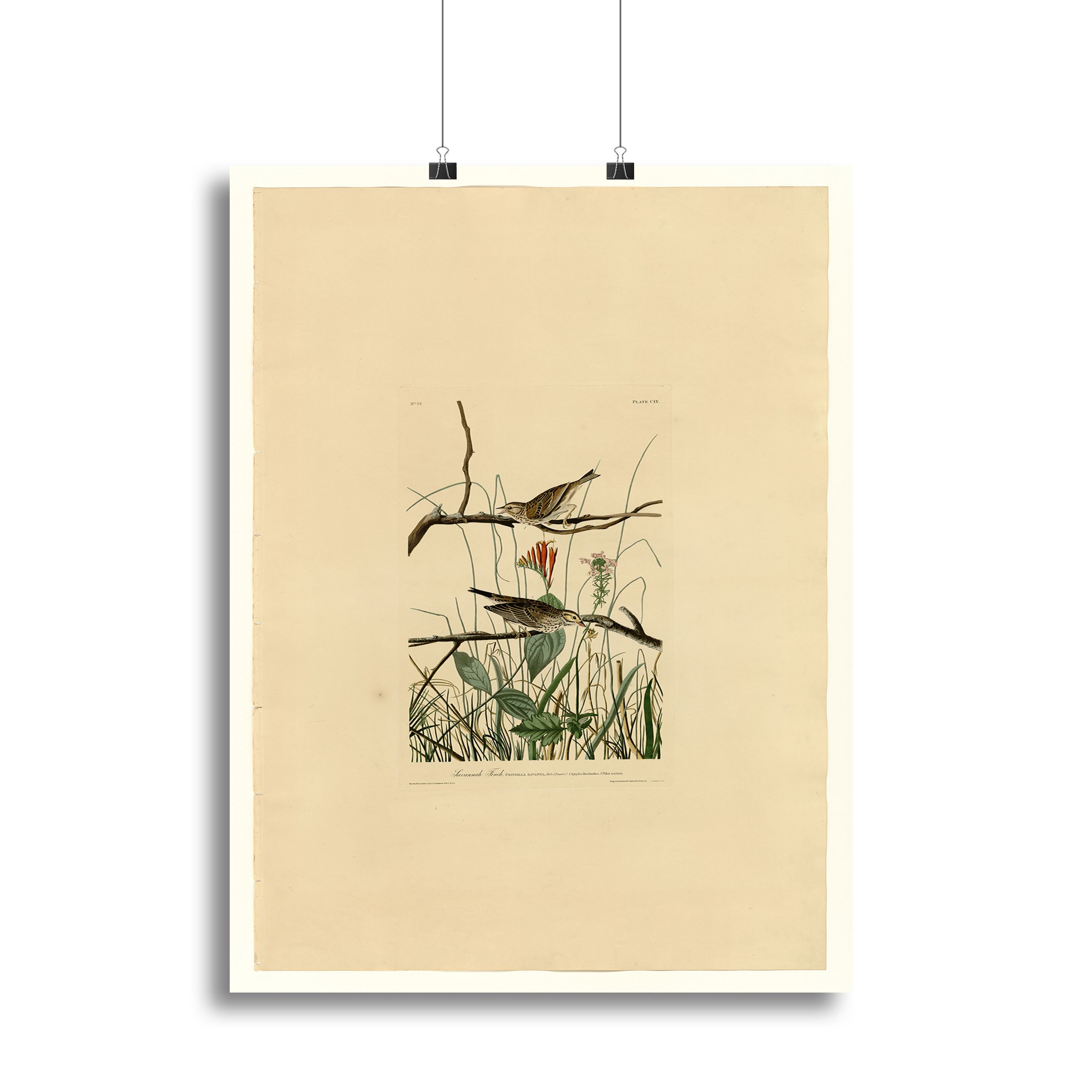 Savannah Finch by Audubon Poster - Unframed