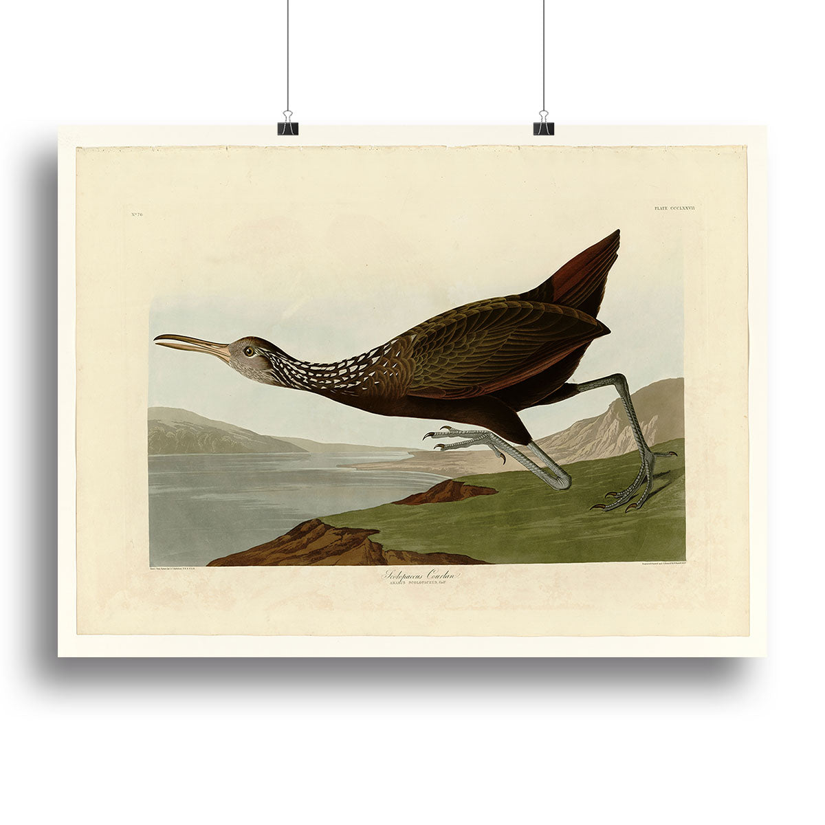 Scolopaceus Courlan by Audubon Poster - Unframed
