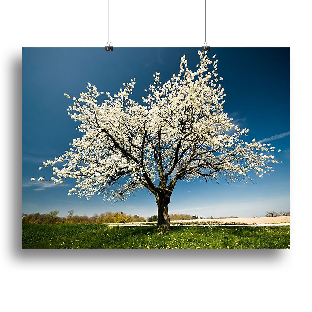 Single blossoming tree in spring Poster - Unframed