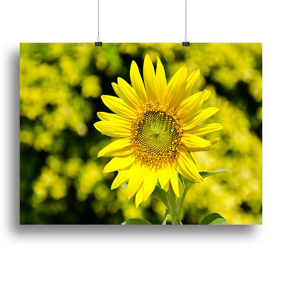 Sunflowers bloom in summer Poster - Unframed