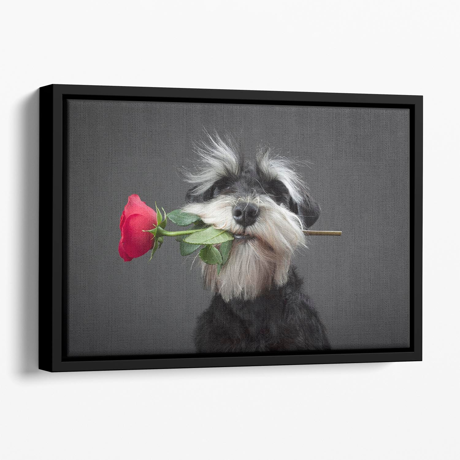 Tango Dancer Floating Framed Canvas - 1x - 1