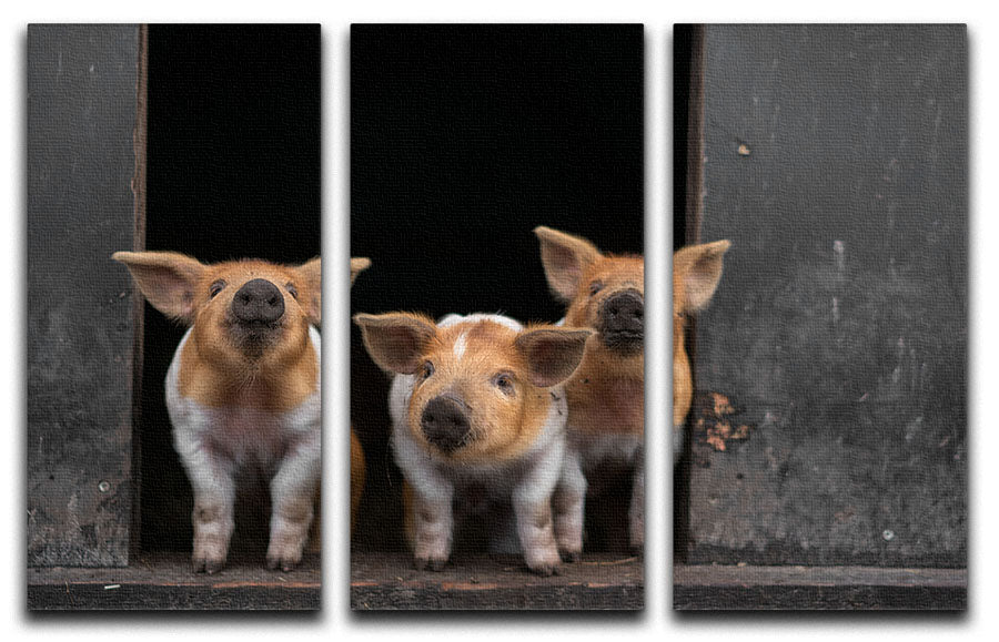 Three Piggies 3 Split Panel Canvas Print - 1x - 1