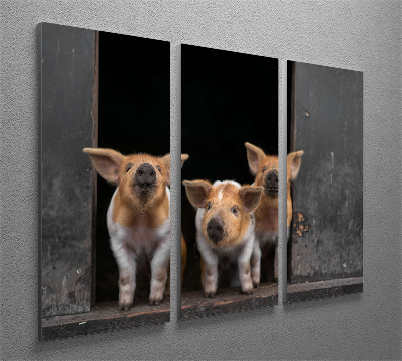 Three Piggies 3 Split Panel Canvas Print - 1x - 2