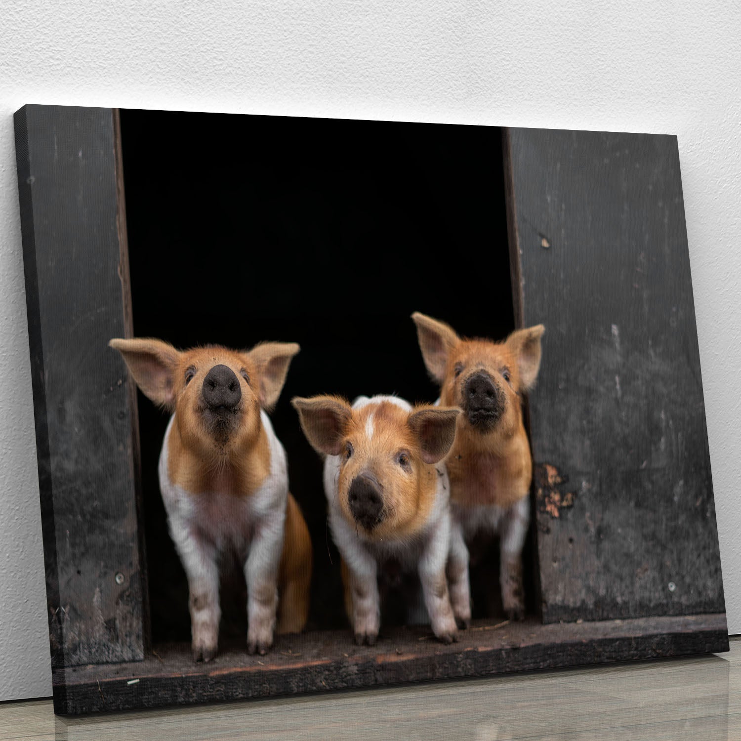 Three Piggies Canvas Print or Poster - 1x - 1