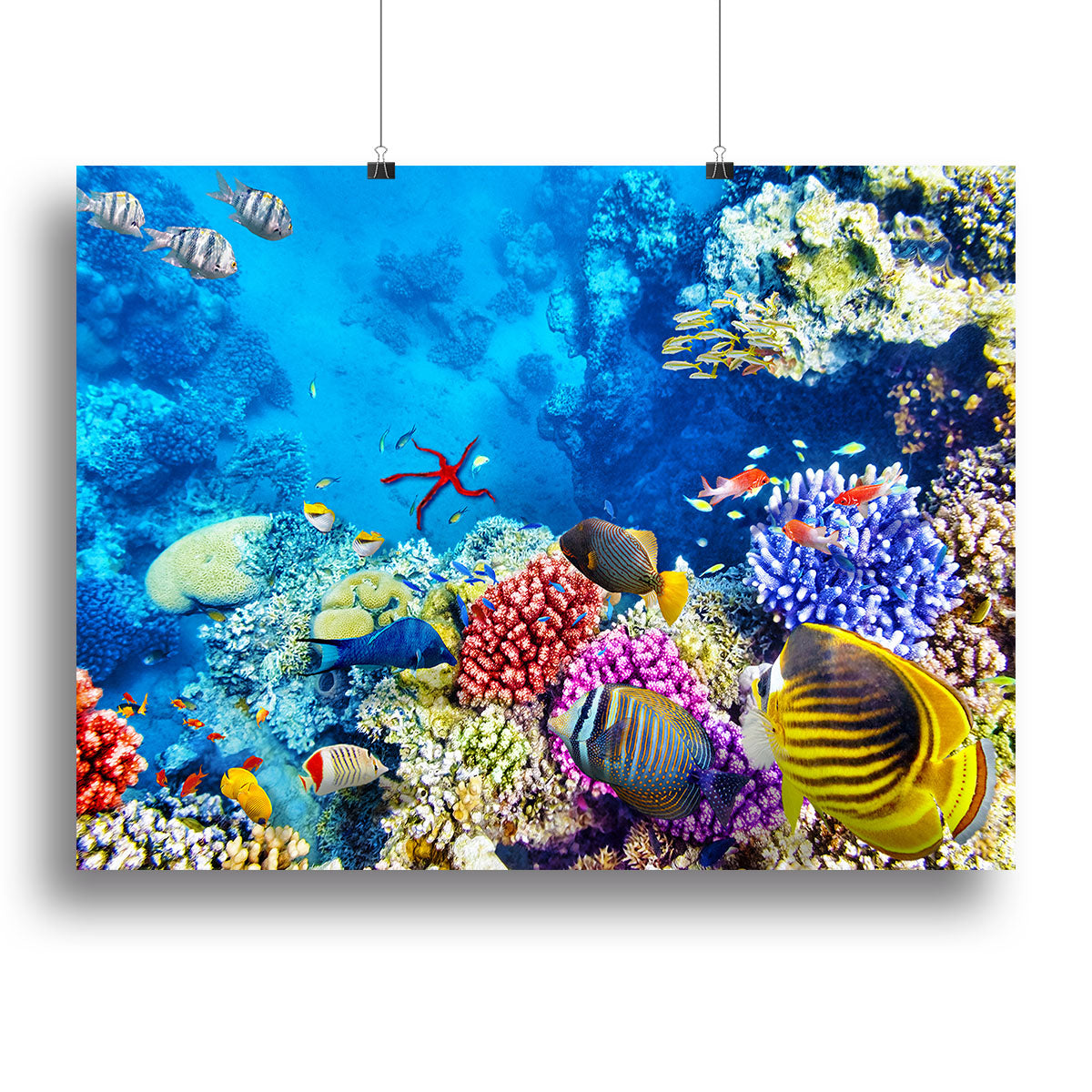 Tropical fish Poster - Unframed