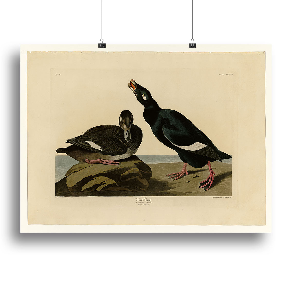 Velvet Duck by Audubon Poster - Unframed