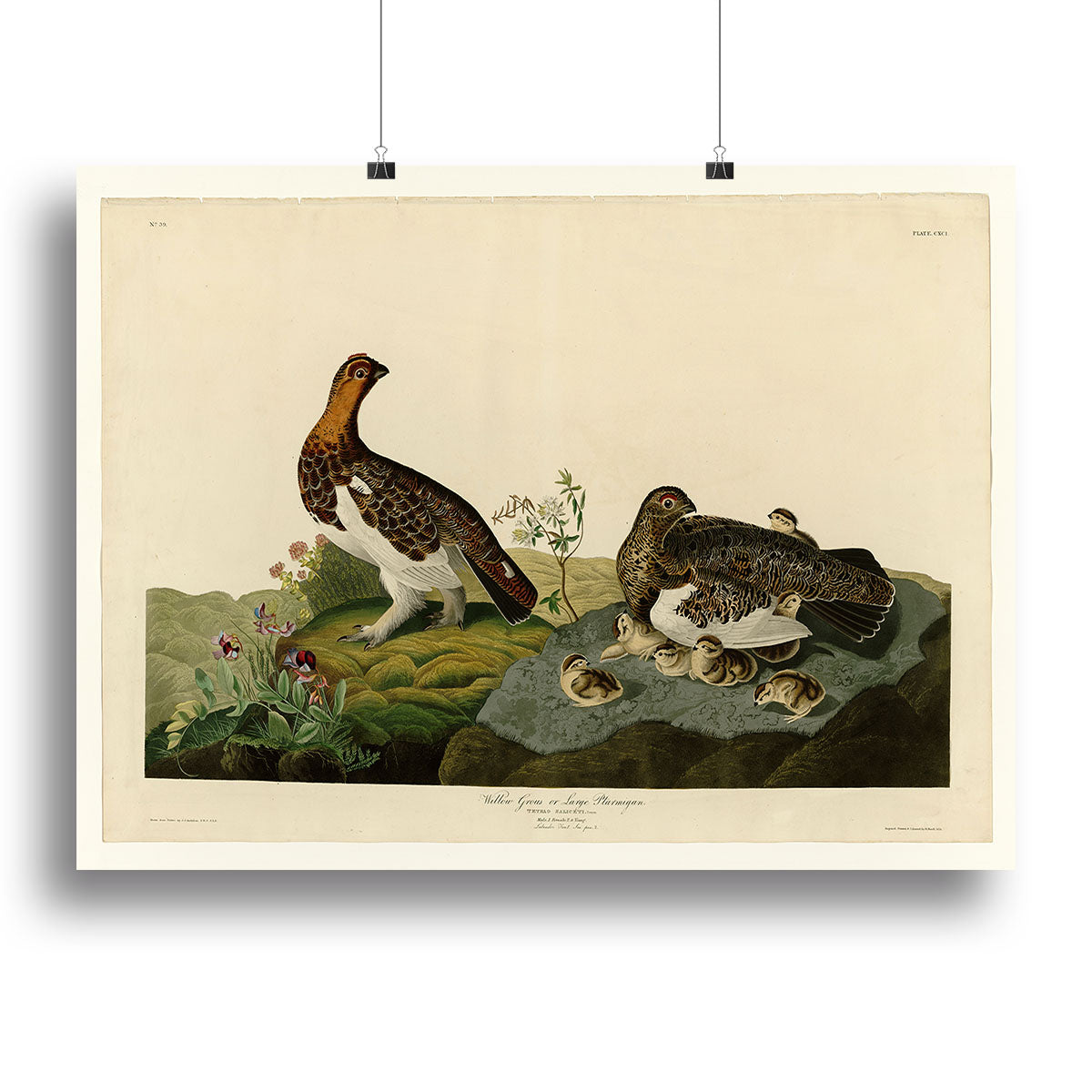 Willow Grouse by Audubon Poster - Unframed
